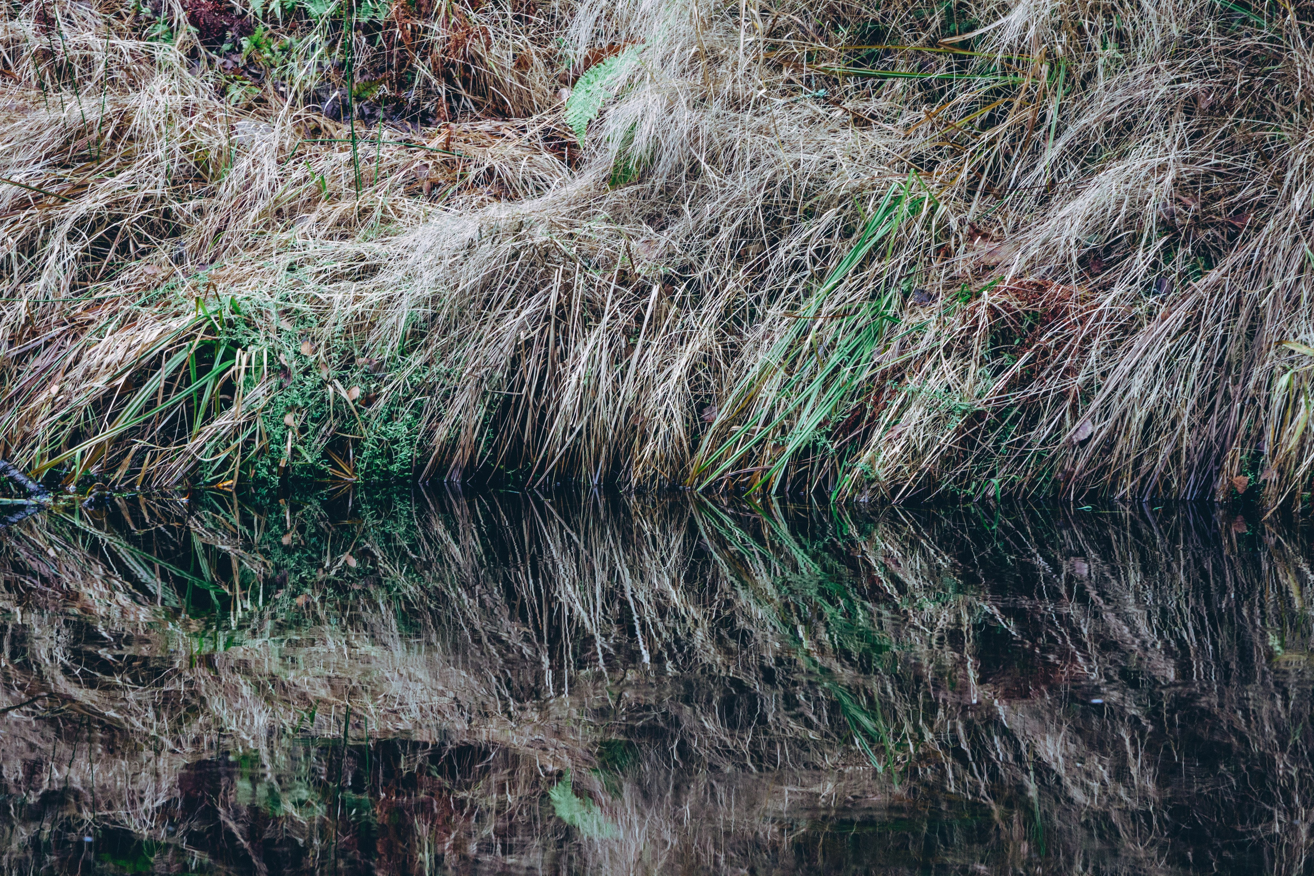 Ноябрь Роща. Дария Галямова — фотограф: открытый, творческий, коммерческий