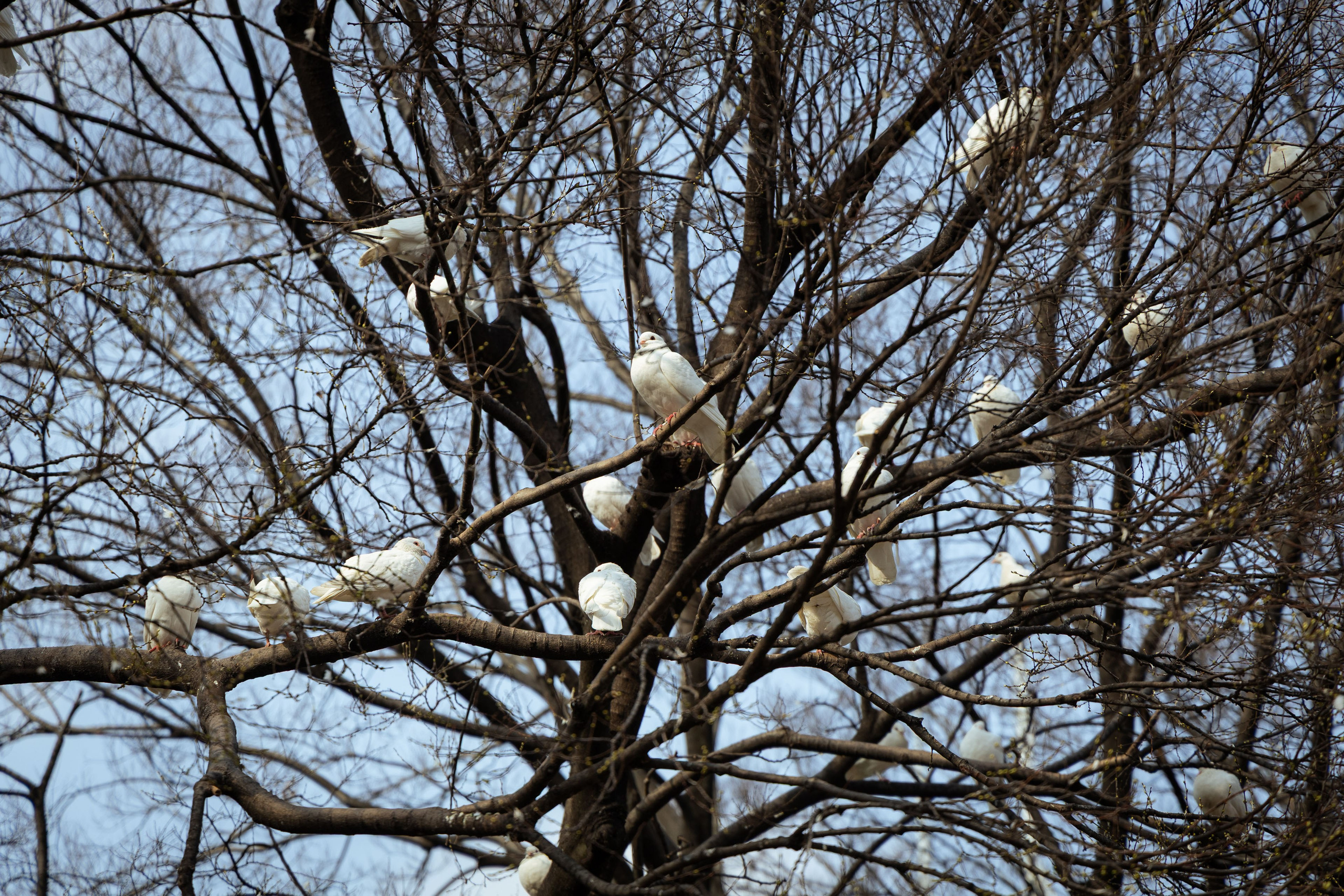 Шанхай (март 2026). Фотограф Виноградов Константин