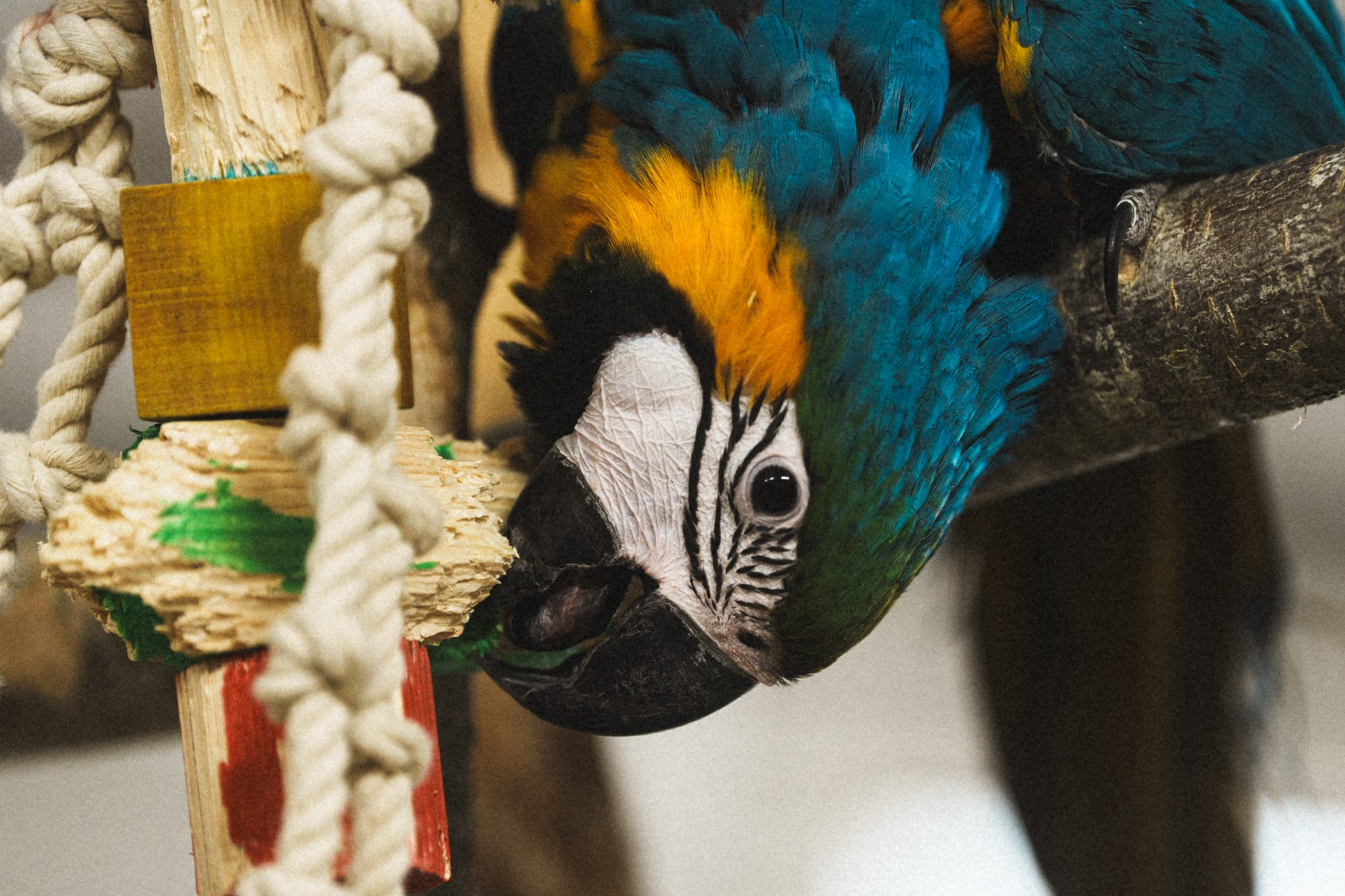 Карельский зоопарк. Zekons. Фото, видео, нейросети