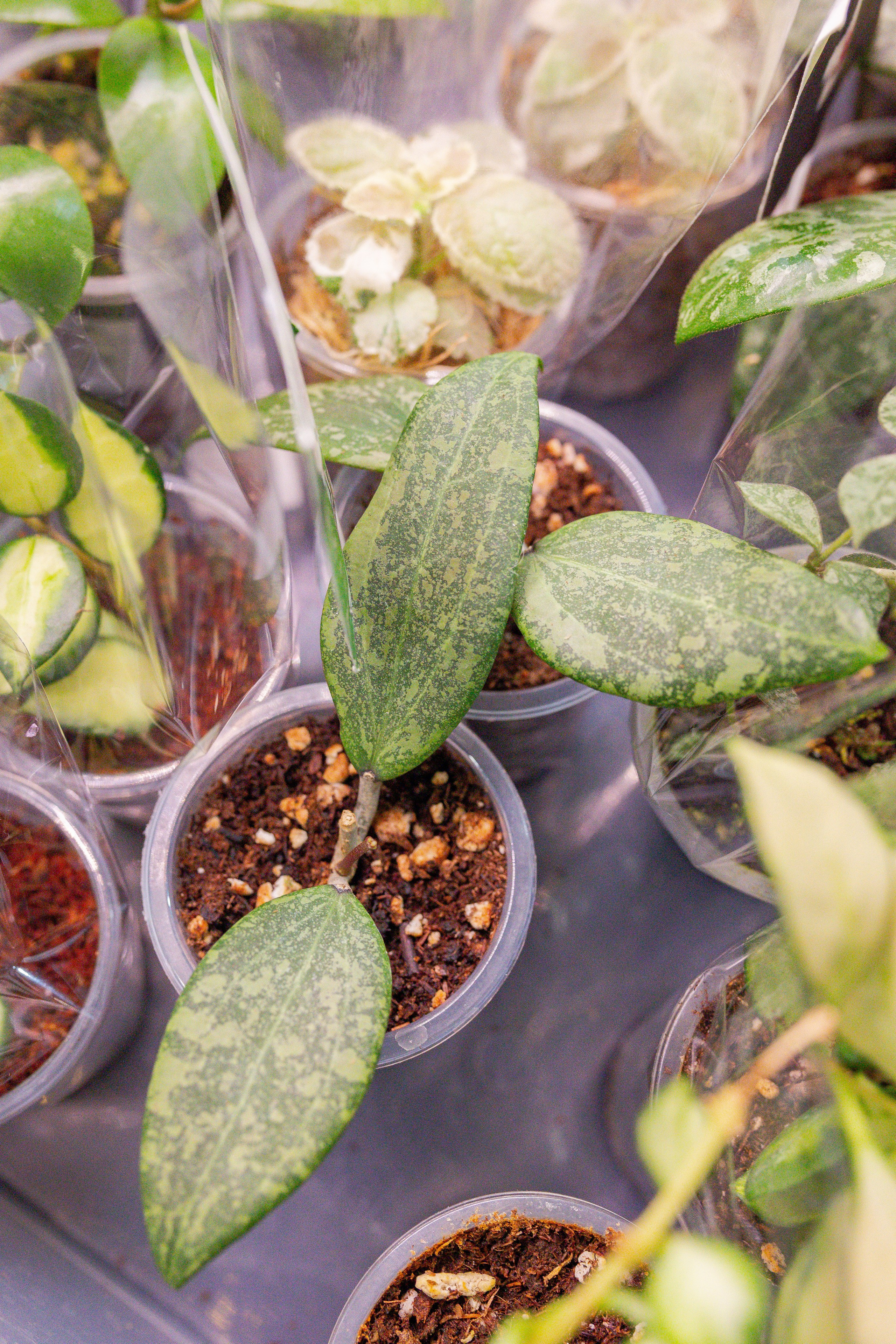 Кактус Фест. Александра Куликова фотограф, Москва