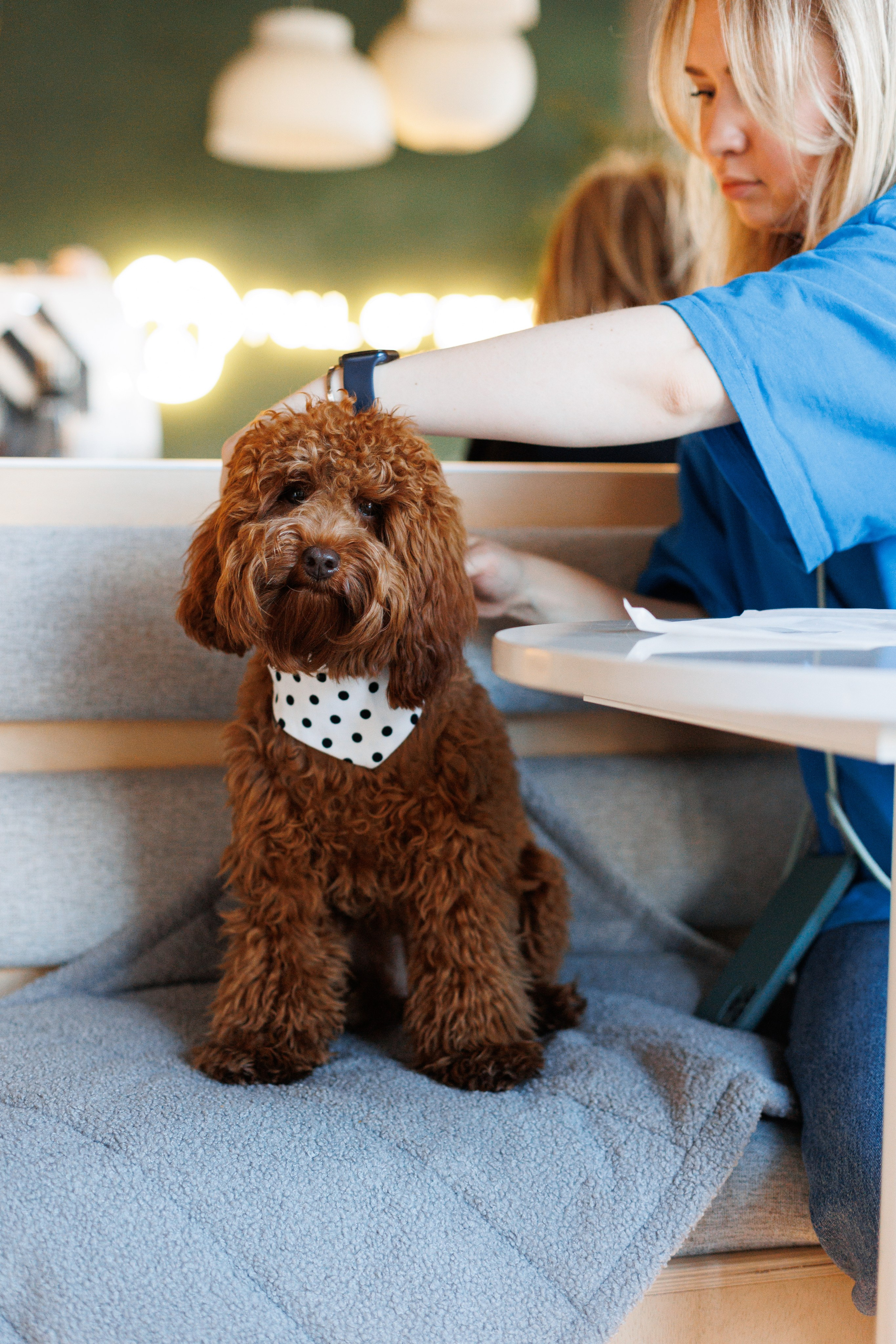 Bmbh городская. Фотограф анималист Кристина Карпова, Москва