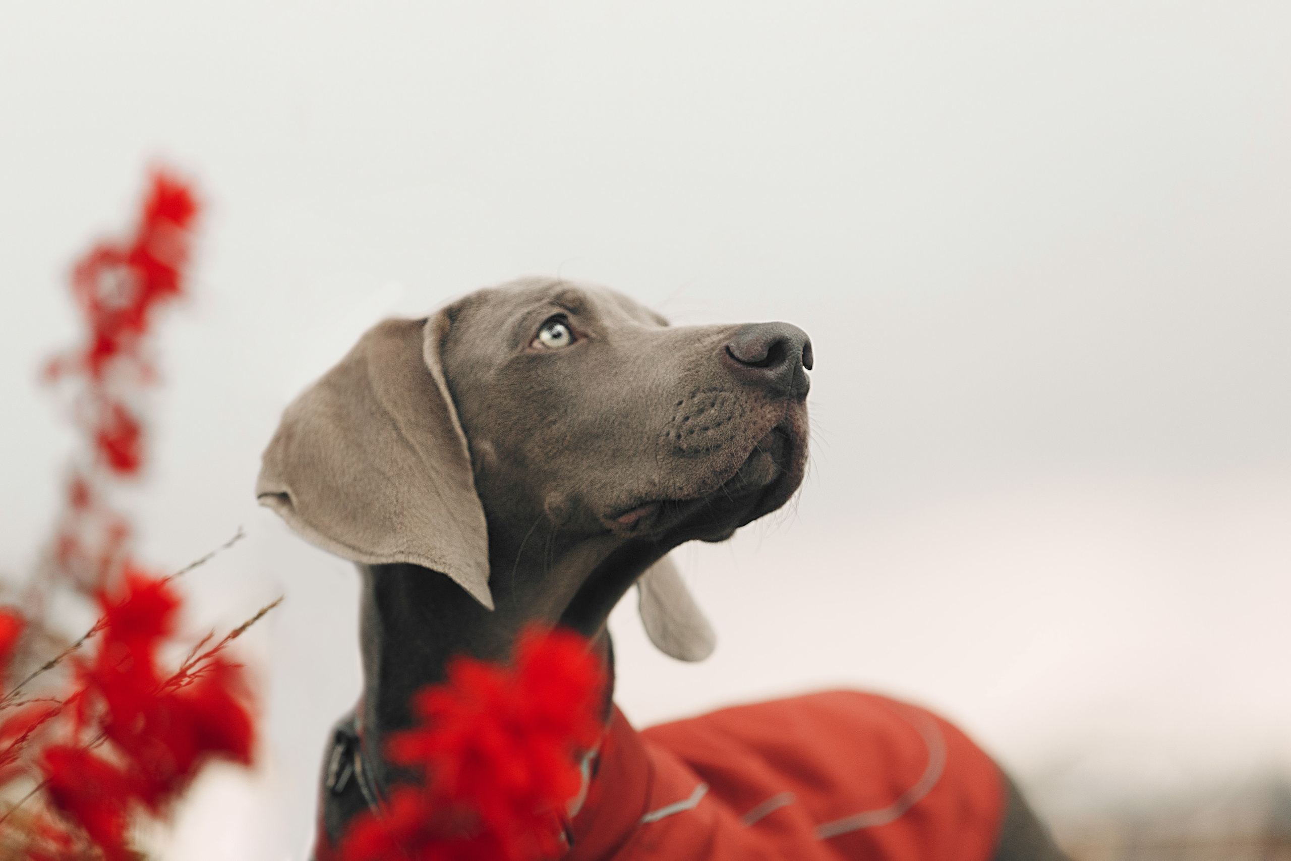 Оля, Саша и Бастиан. Фотограф анималист Кристина Карпова, Москва