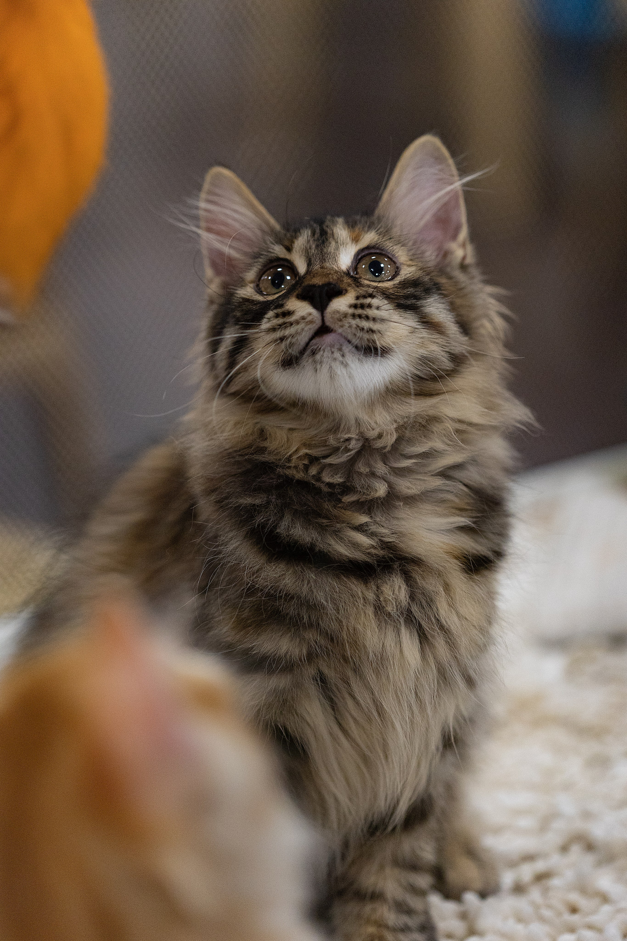 Анималистика