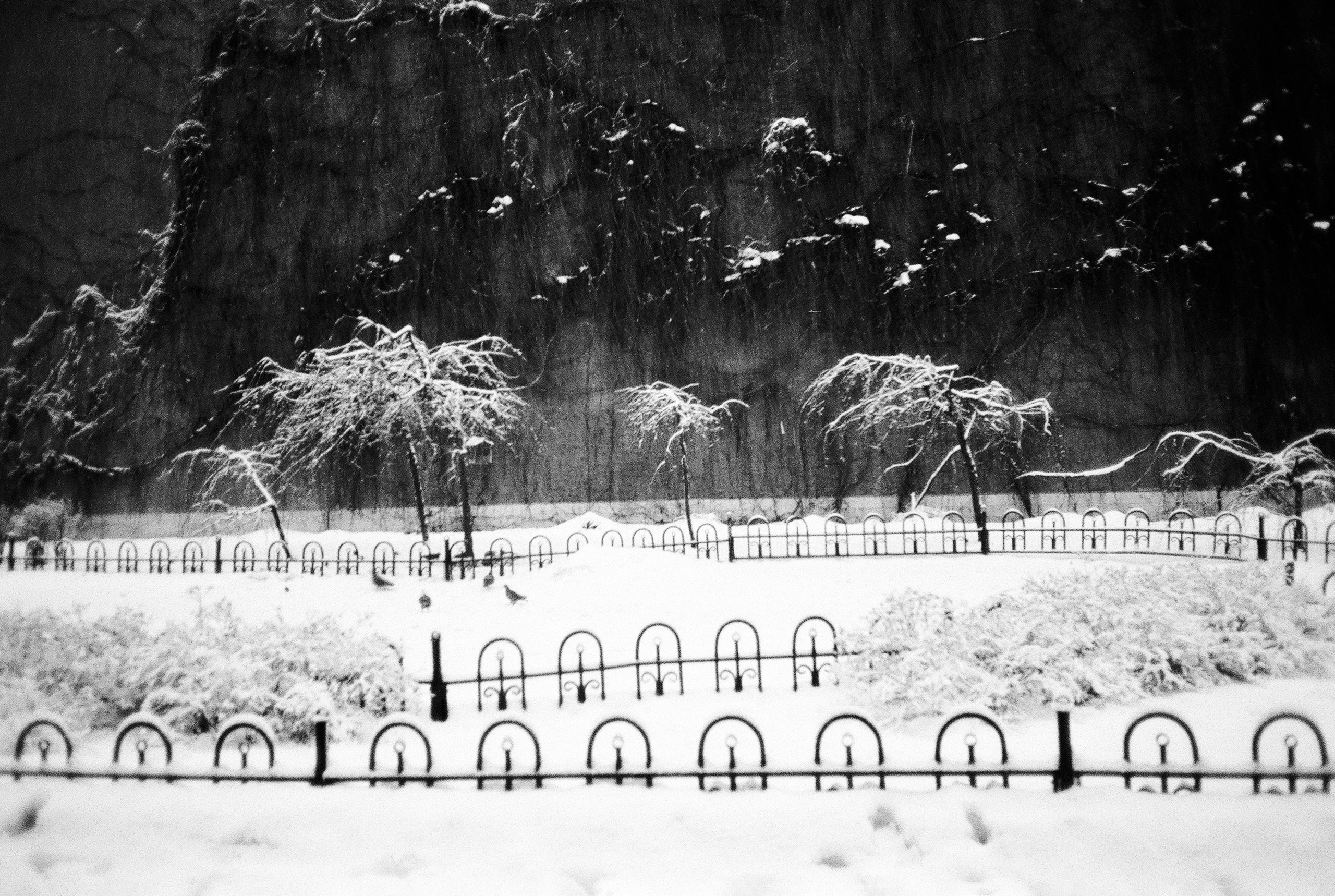 Фотографии черно-белые. Свадебный и семейный пленочный фотограф в Петербурге Истомина Ирина