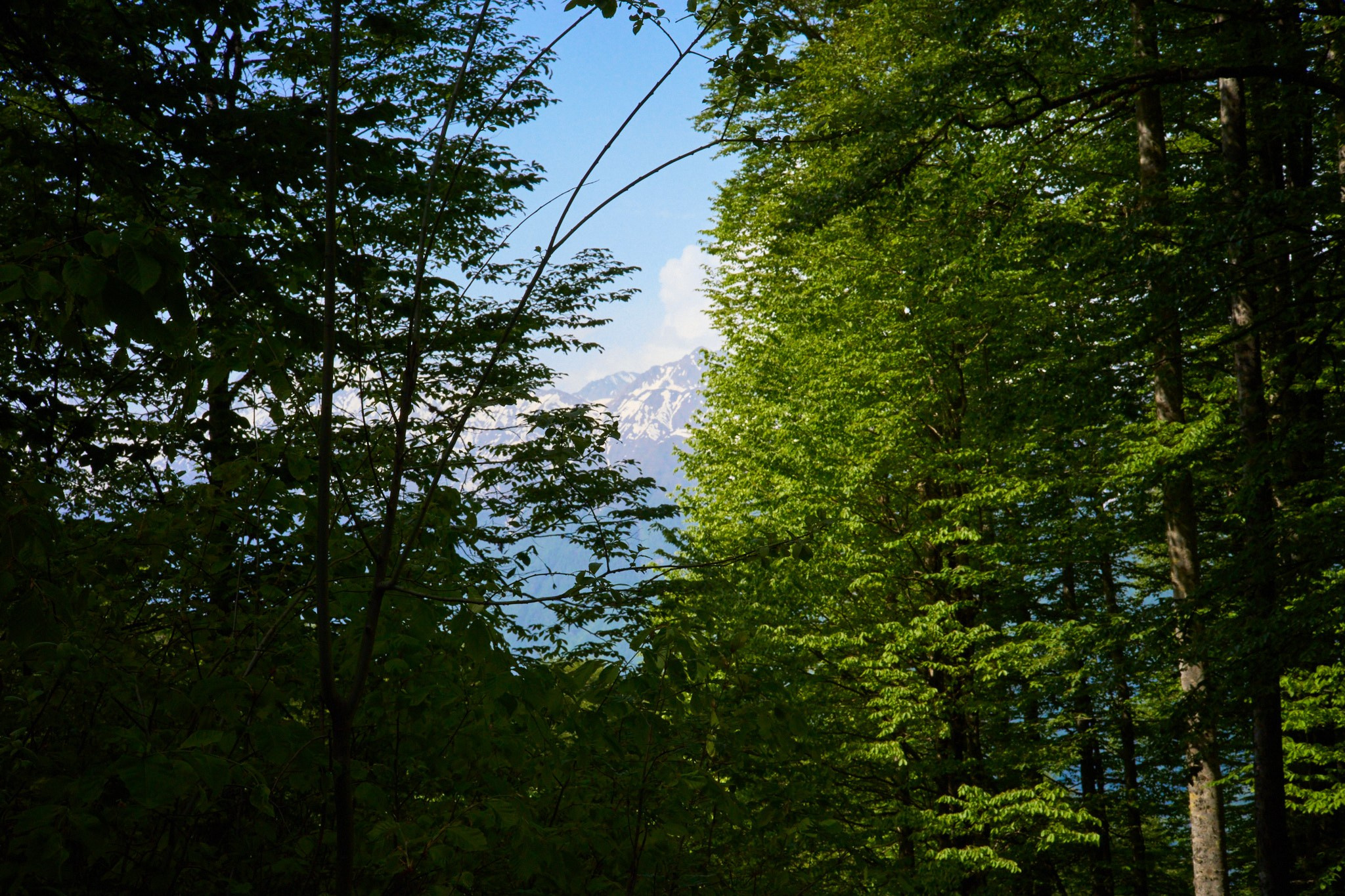 Красная Поляна, апрель 2024. Фотограф, Римма Невинская