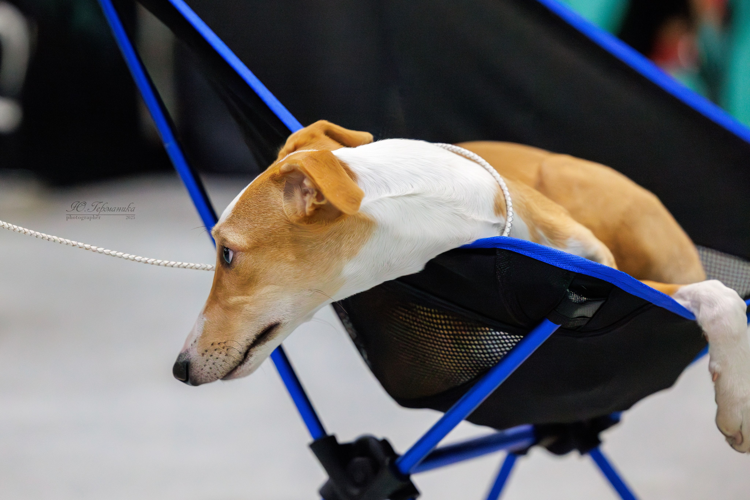 Питер ротвейлеры 18.01,Крокус 19.01.2025. Фотограф-анималист Юлия Германика