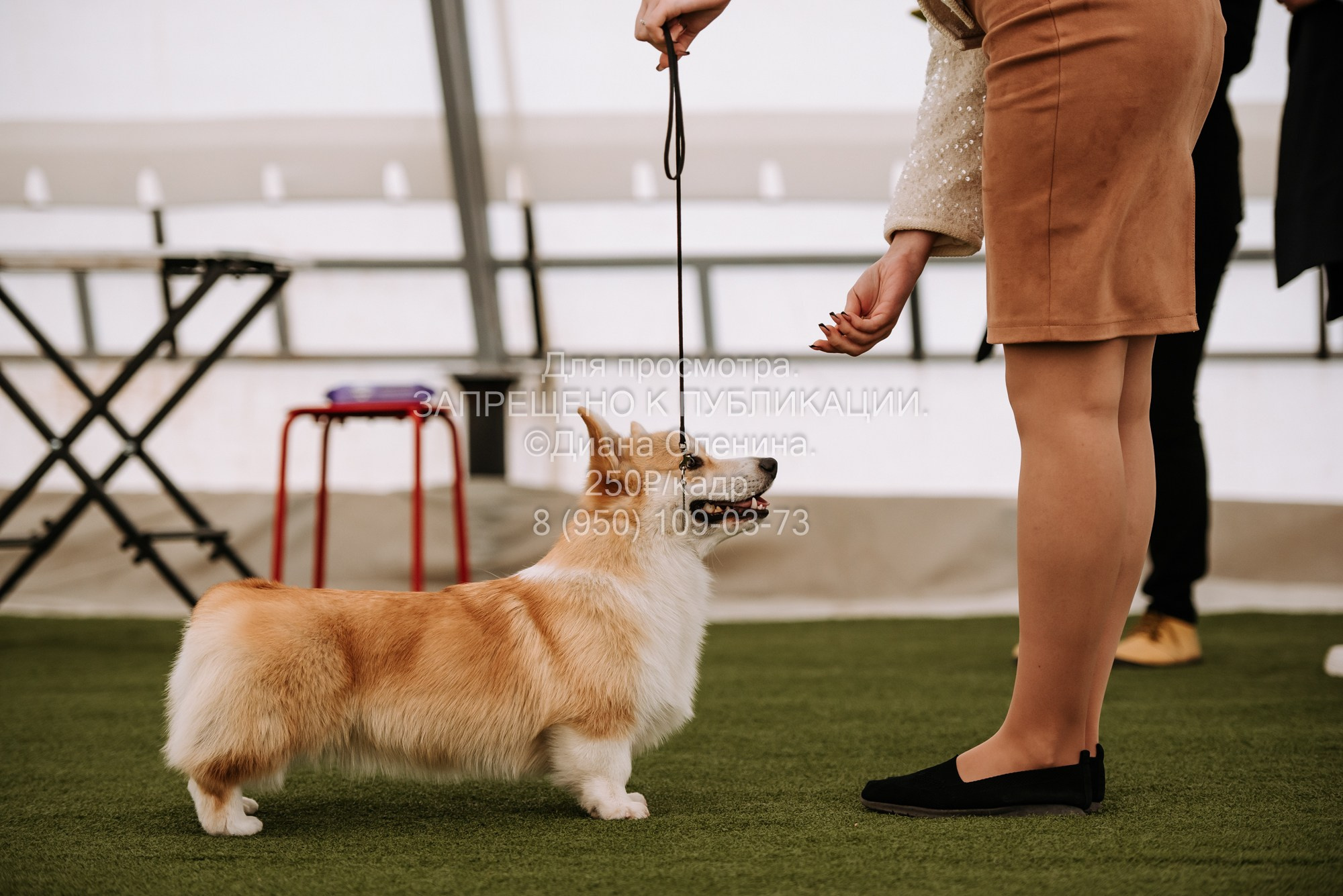 Выставка собак Красноярск 2.06. Фотограф Диана Оленина Красноярск / Братск