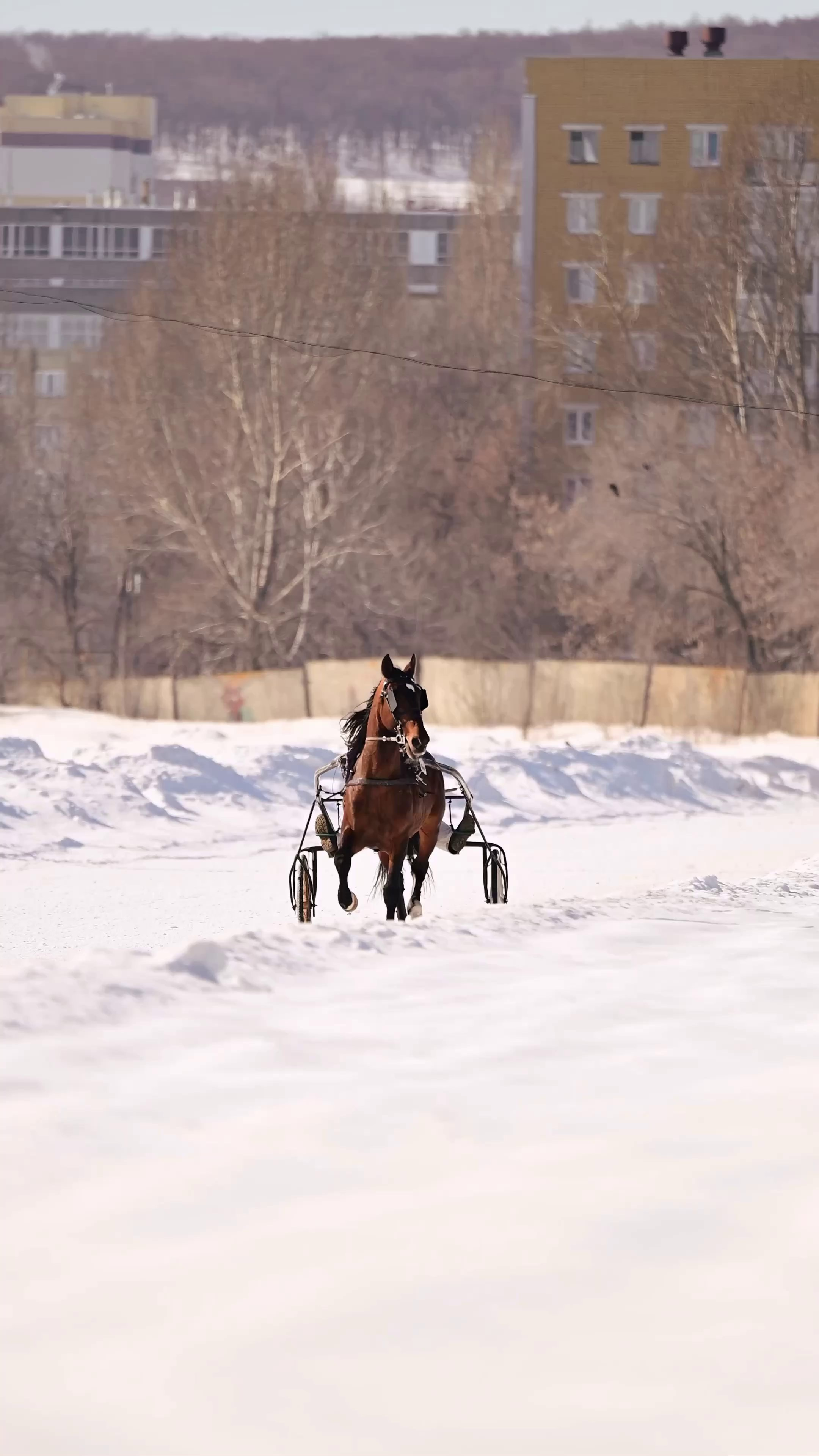 Видео Конкур|Рысистые бега. Мила Астахова