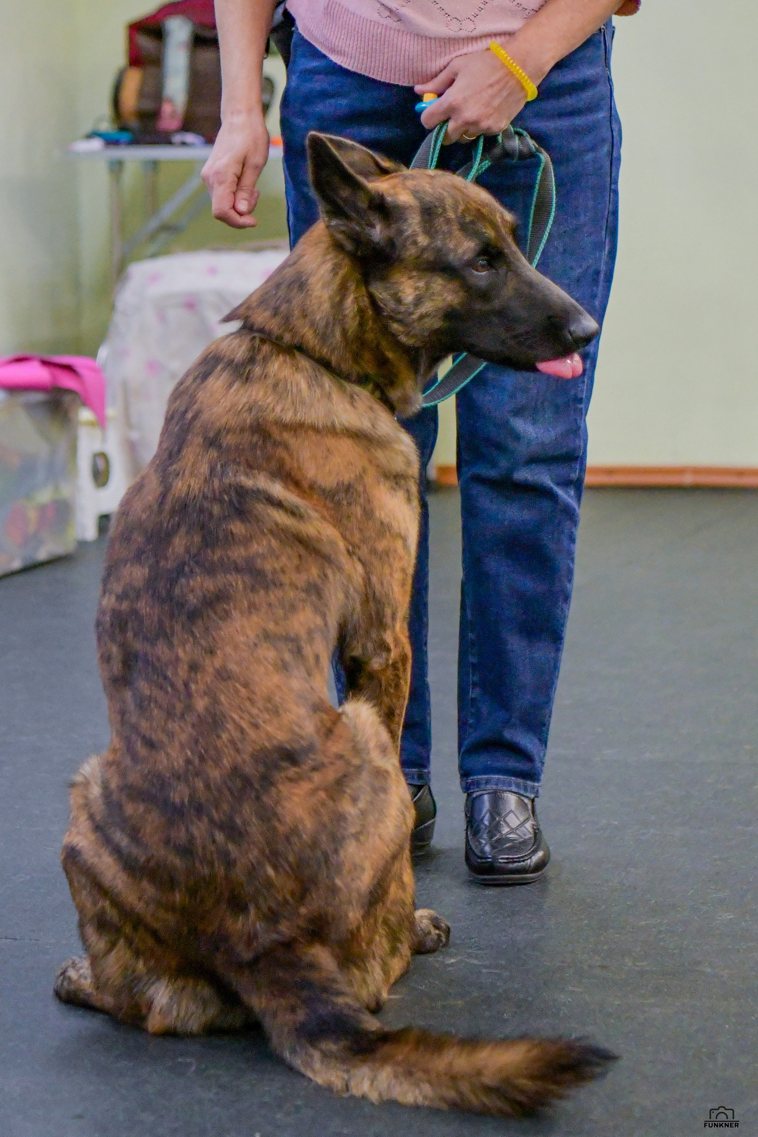 Кинологический клуб «Бодрый хвост». Свой взгляд через объектив