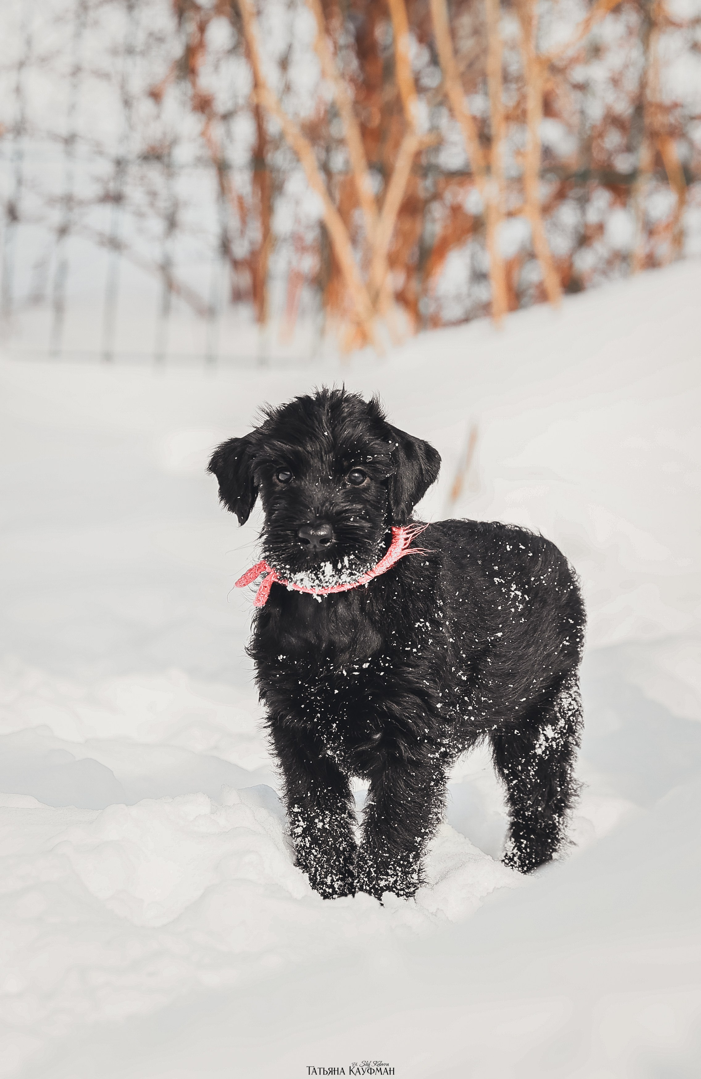 Ризеншнауцер, щенки ризеншнауцера, купить ризеншнауцера, купить щенка, ризеншнауцер Новосибирск, фотосъемка щенков, фотосессия собак, заказать фотосессию, фотографии щенков, сфотографировать щенка, фотограф Анималист, фотограф собак Новосибирск, фотограф анималист Новосибирск