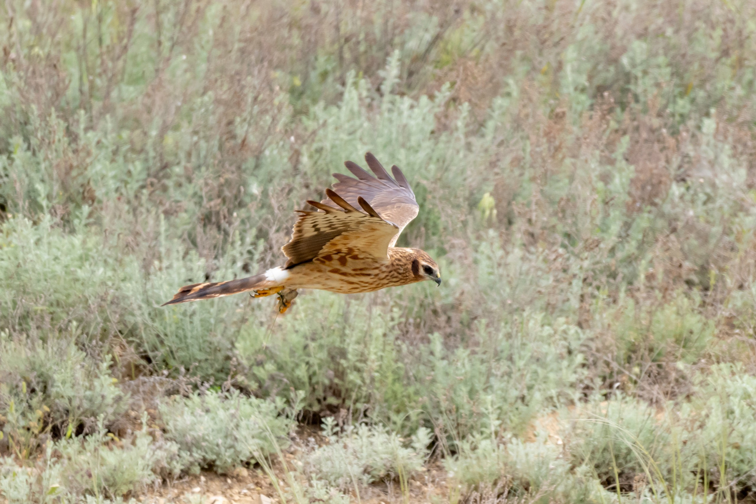 Дикая природа Дагестана. Май 2025 г. Foto-Zuev фотография как искусство