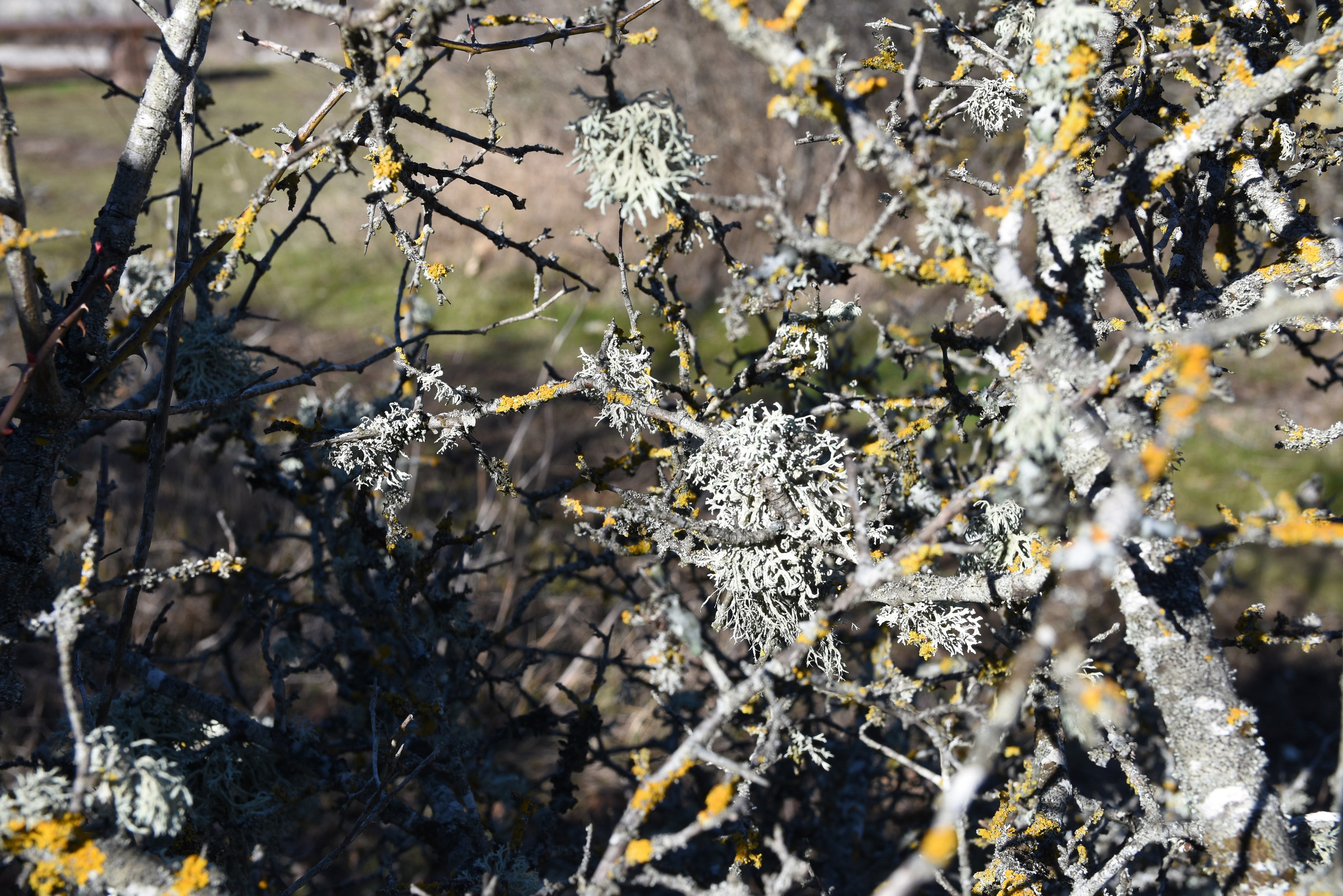 И это все о нем. Созерцатель. фотографирую что тронуло и впечатлило. самарская область