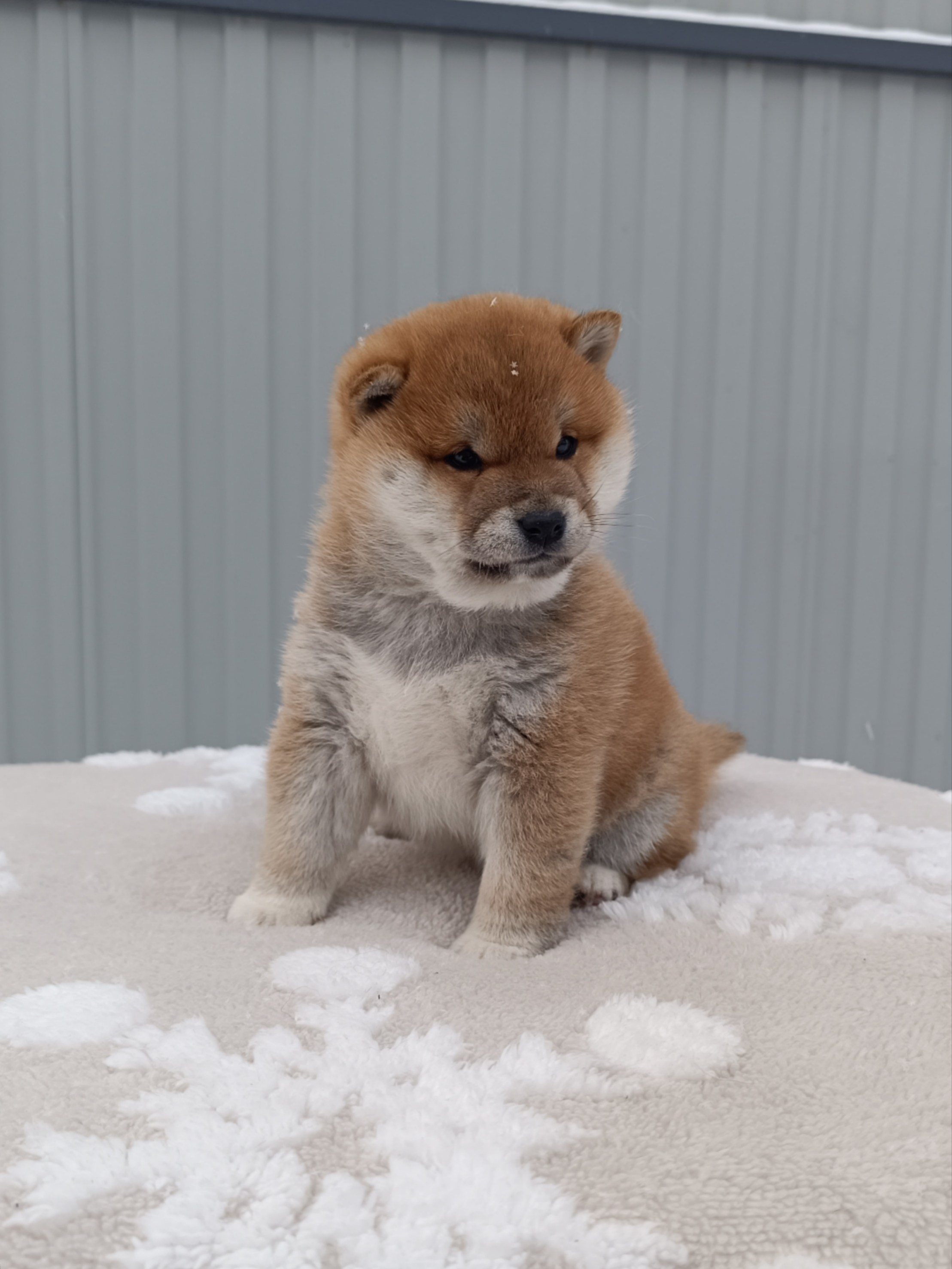 сиба питомник Рубилайт щенки на продажу rubylight  сиба щенки купить СПб Санкт-Петербург 