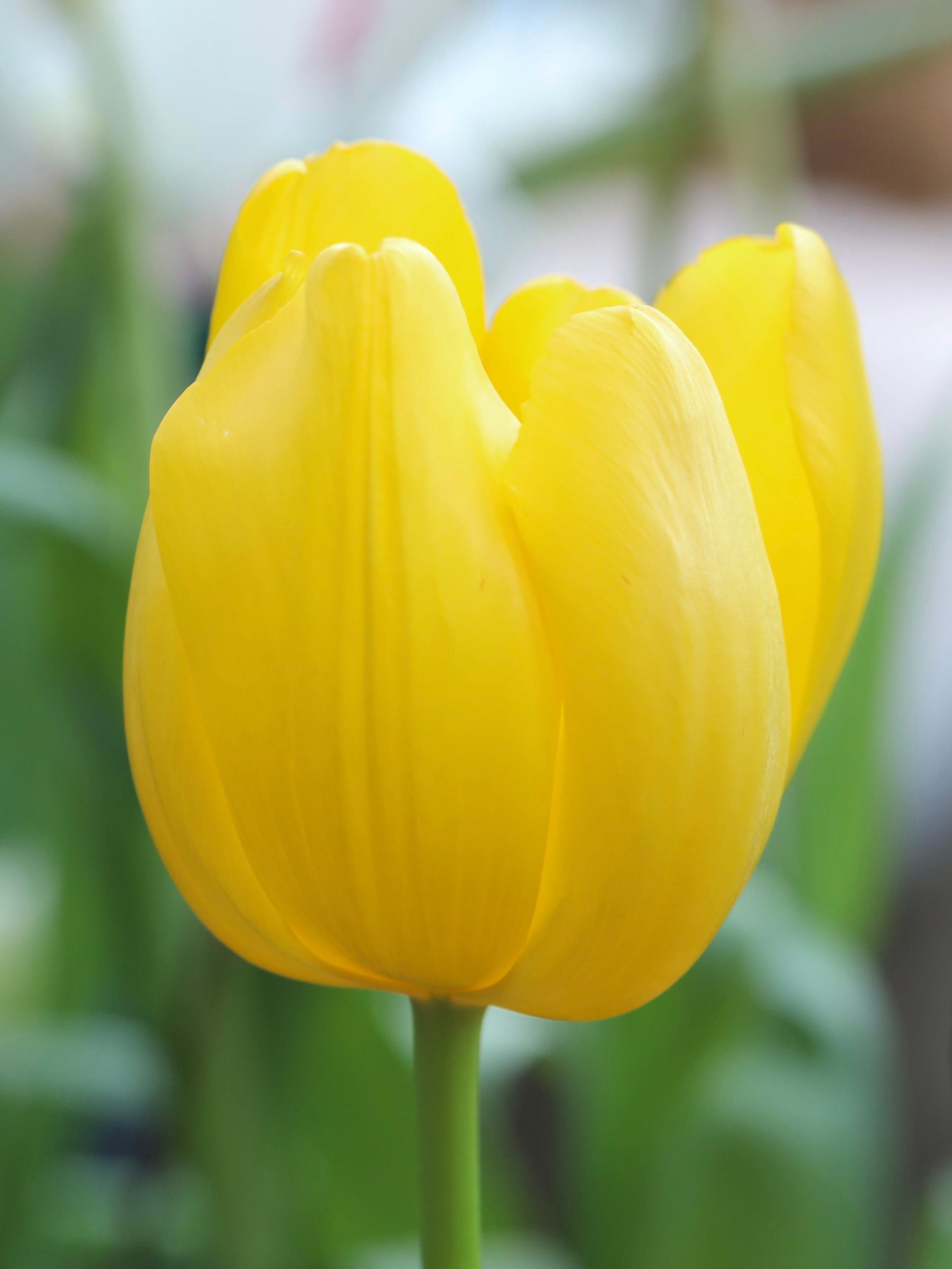 Фотографии весенних цветов. Фотосессии и репортаж — Фотограф в Москве — Рина Серёгина