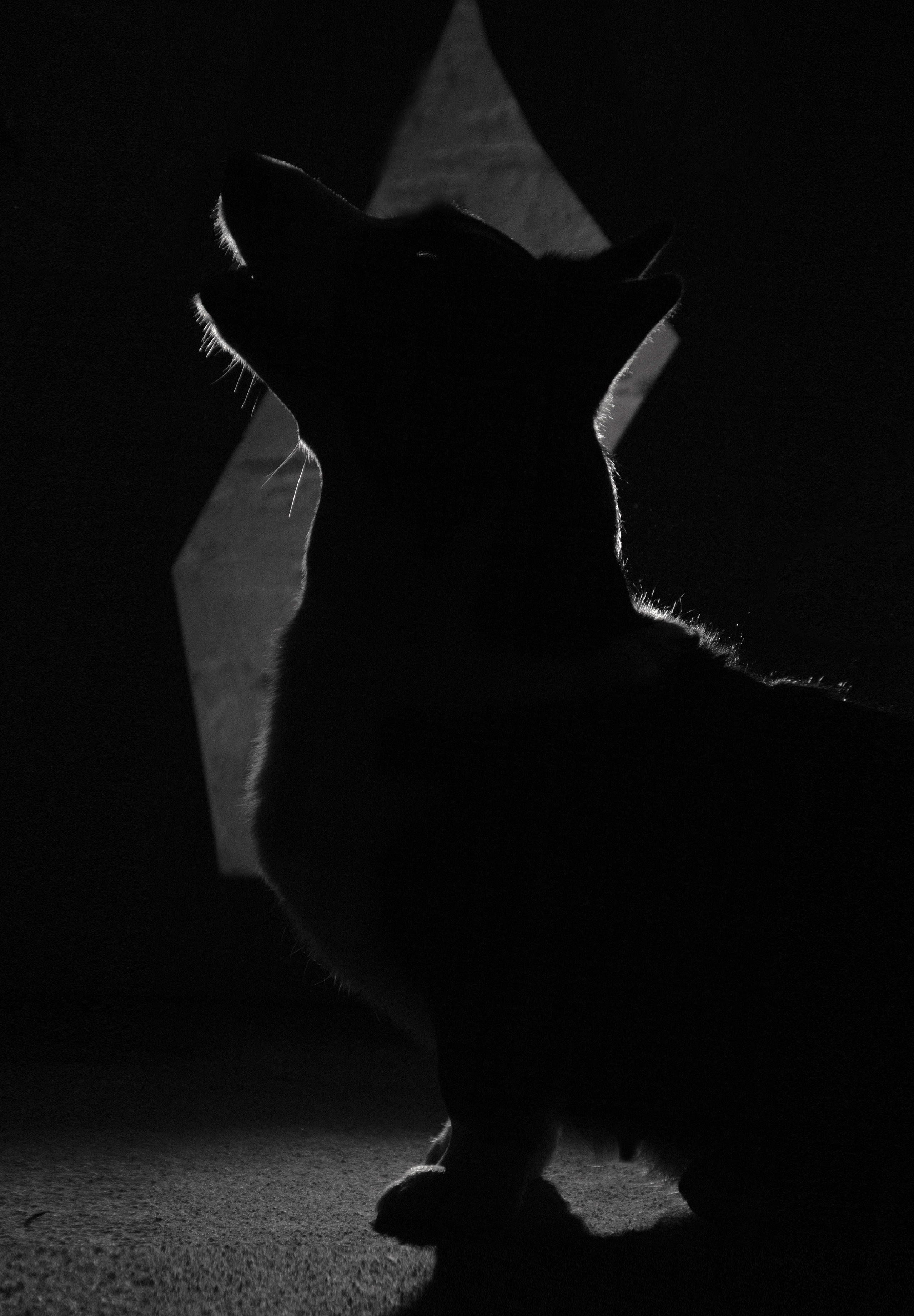 Студийная съемка. Фотограф — анималист в Москве и области Ольга Петракова