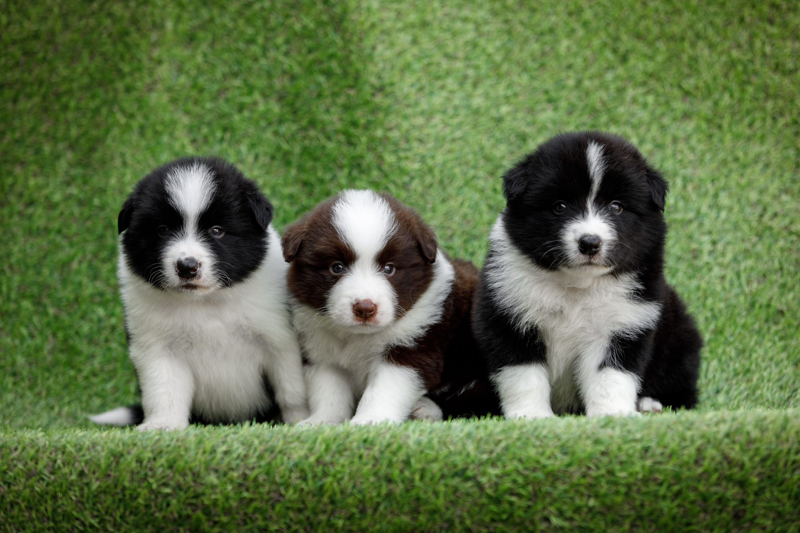 Смешарики. О нас