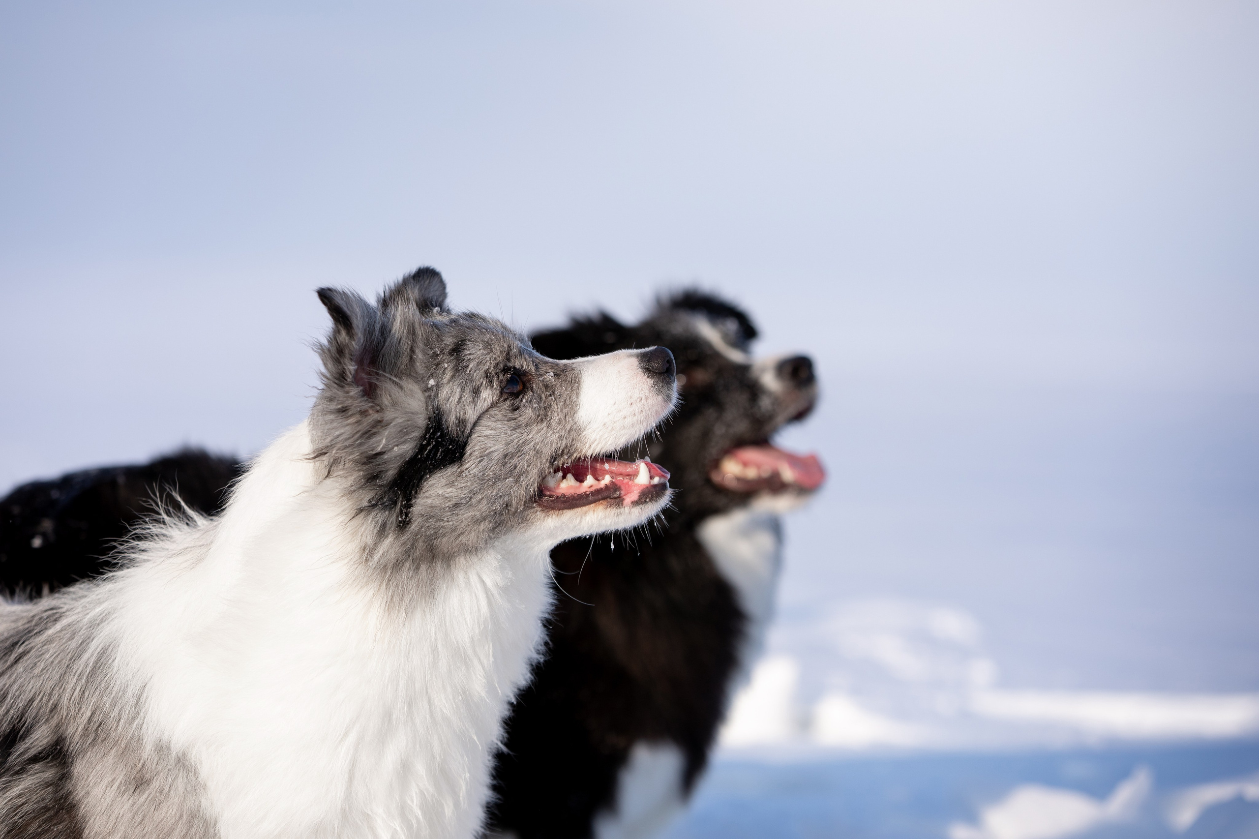 Мороз и солнце. О нас