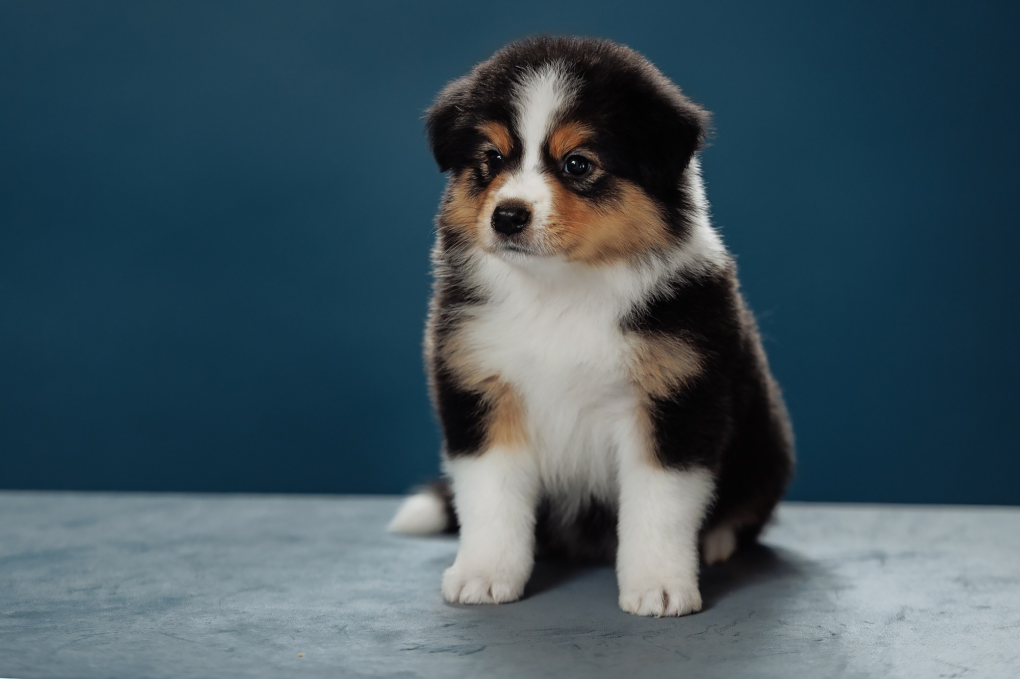 Синева. О нас