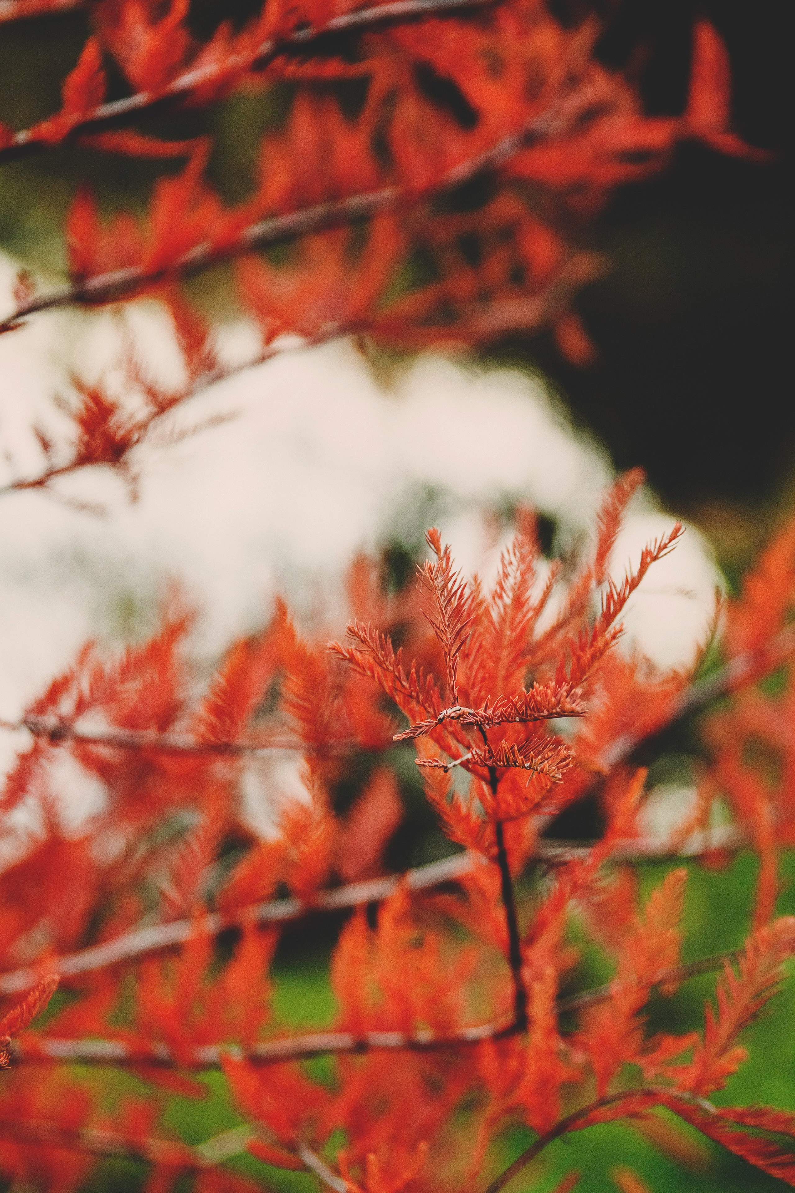 Мирославу 1 годик. Свадебный и семейный фотограф Колоскова Мария (Сочи и весь мир)