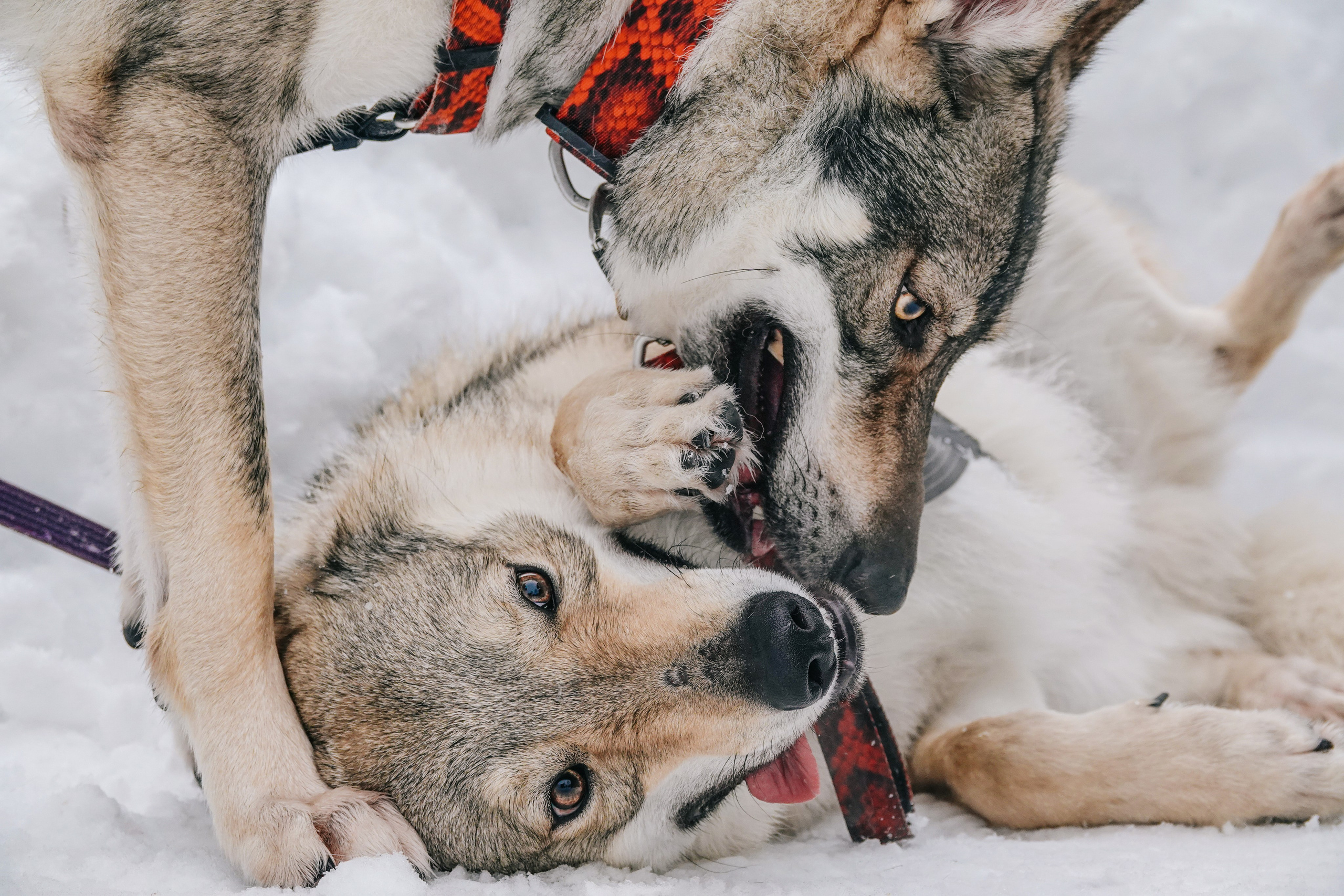 Истории. Фотограф-анималист в Москве Юлия Лайхо