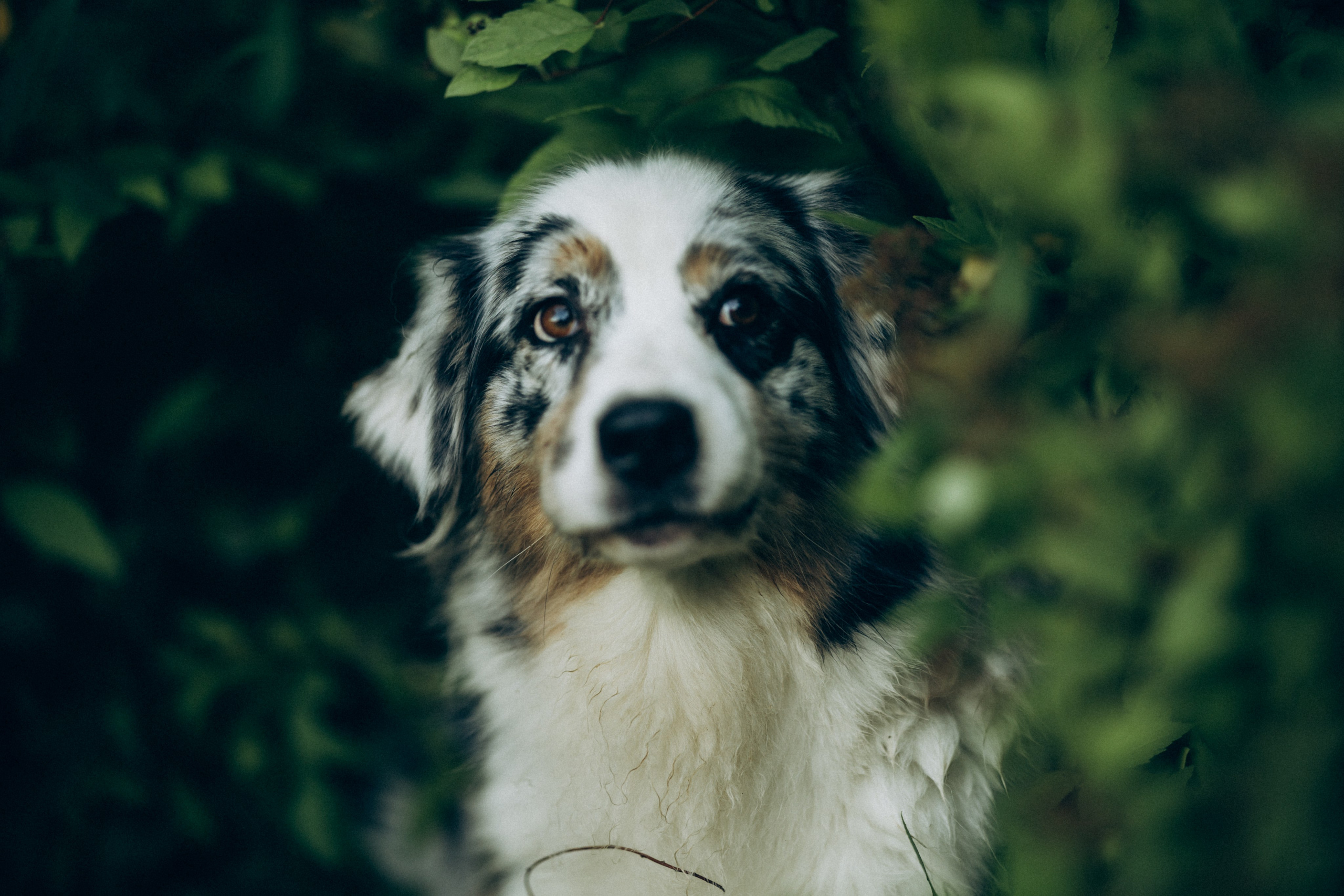 Катя и ее стая. Татьяна Афонина | Фотограф