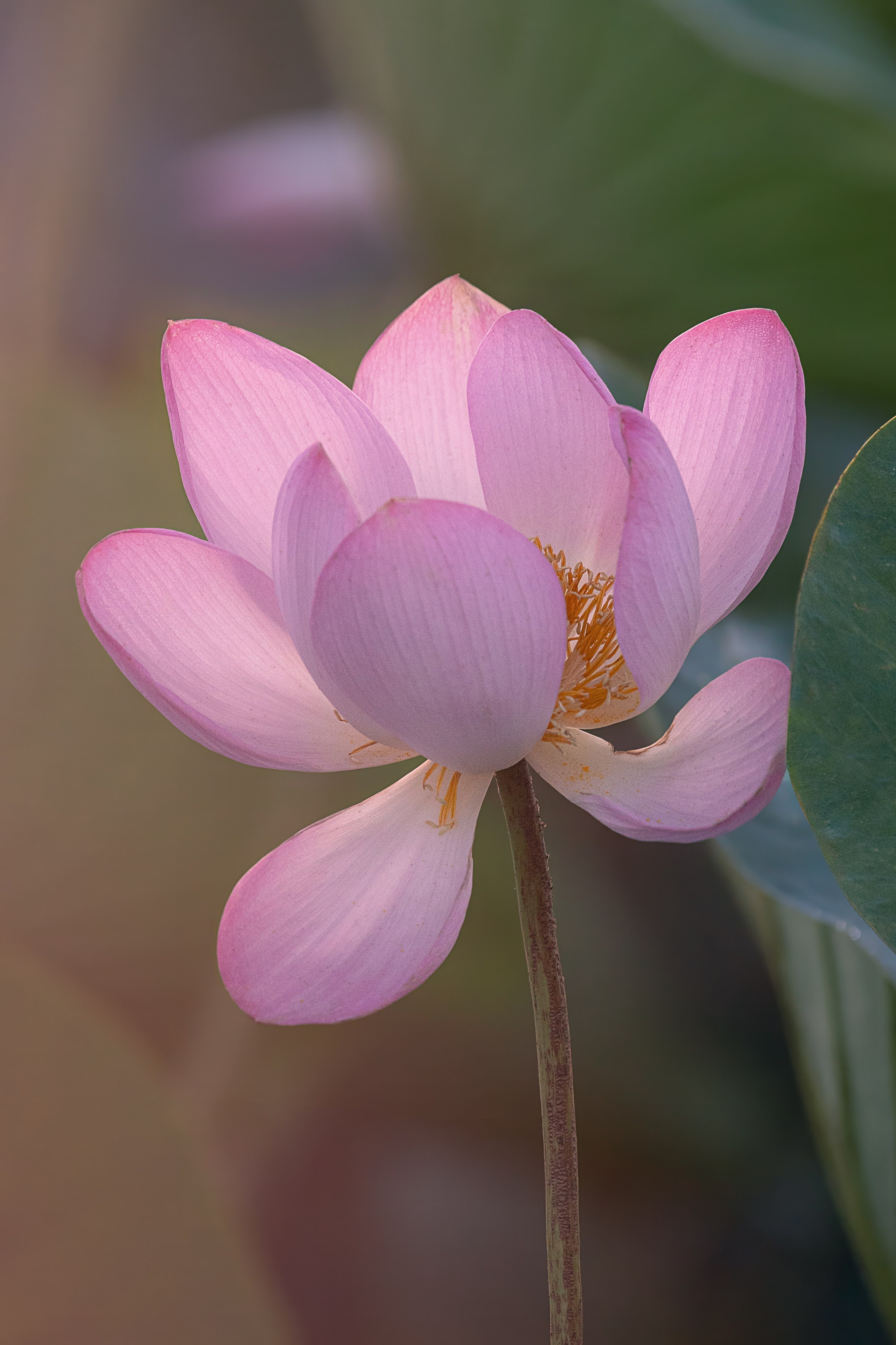 Астраханская область 2025 | Фотограф Дмитрий Купрацевич. Дмитрий Купрацевич профессиональный пейзажный и travel-фотограф