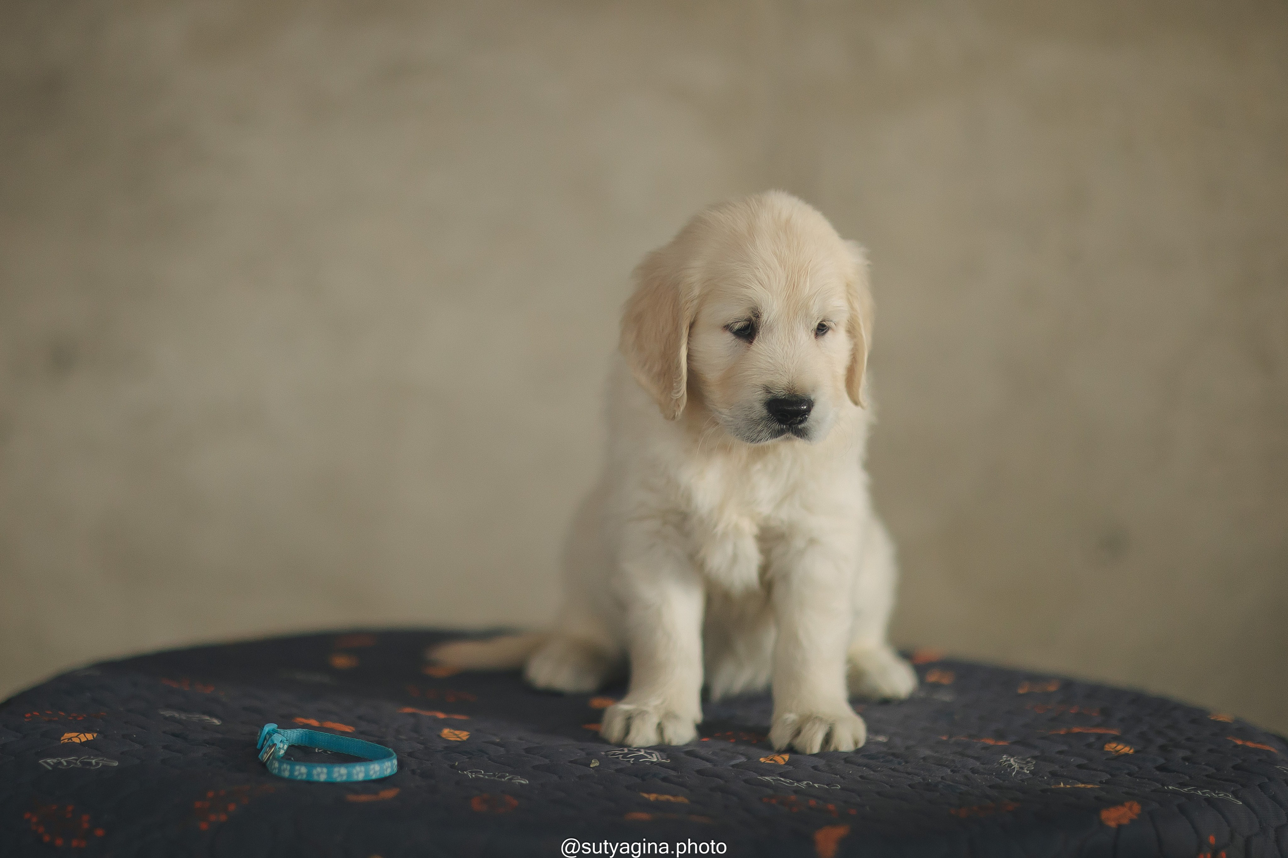 Голубой ошейник. Свадебный и женский фотограф