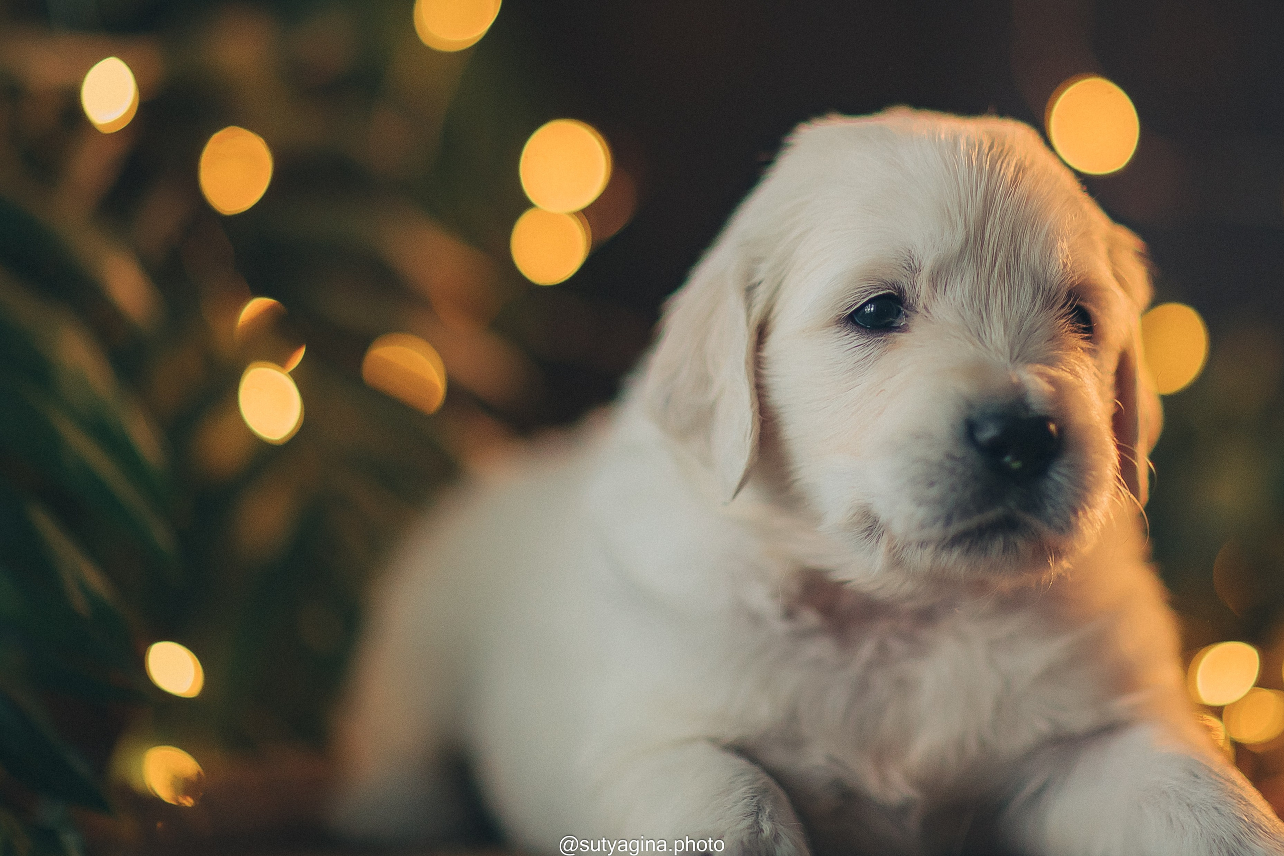 Зеленая лента. Свадебный и женский фотограф