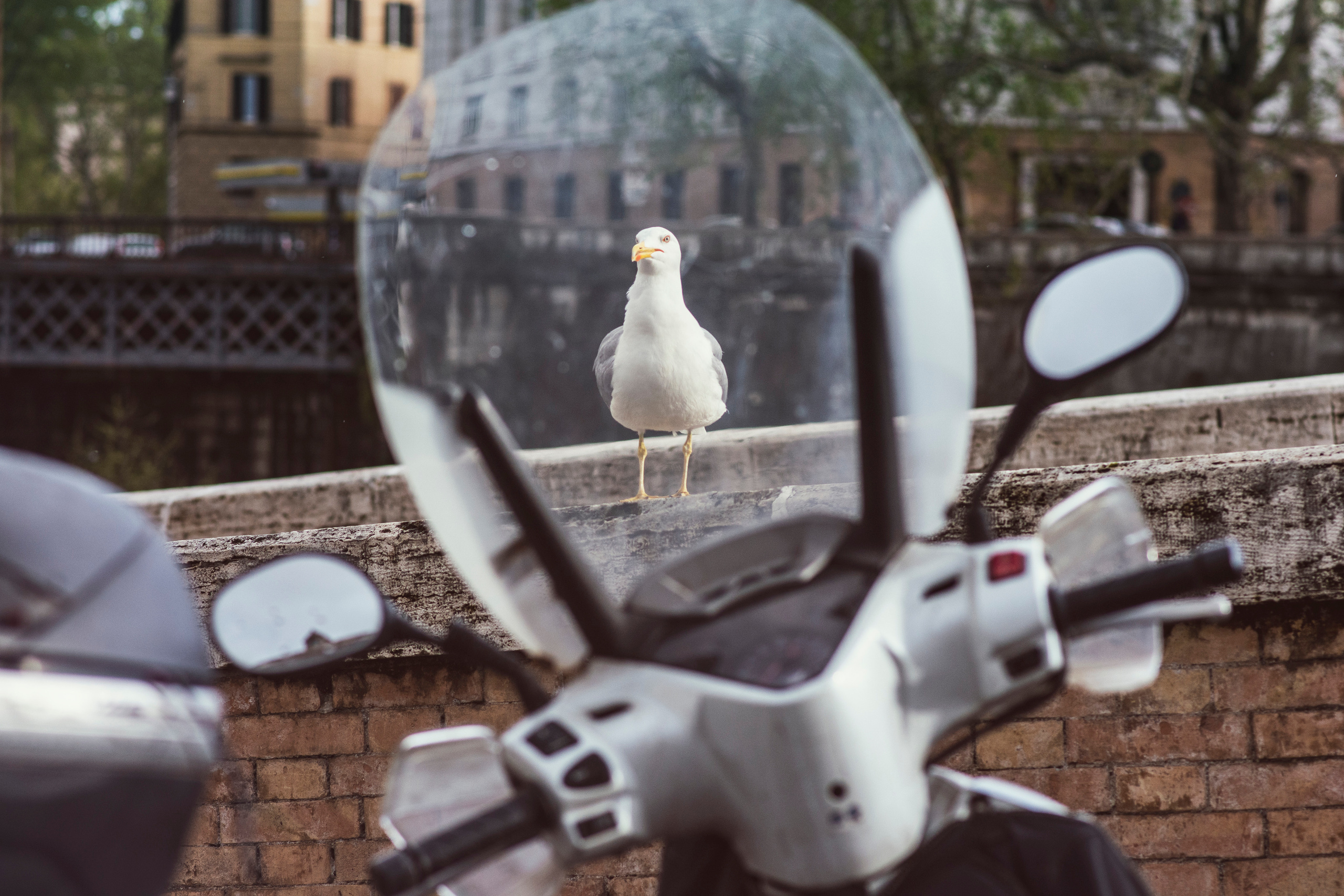 Фотограф Ольга Пономарева