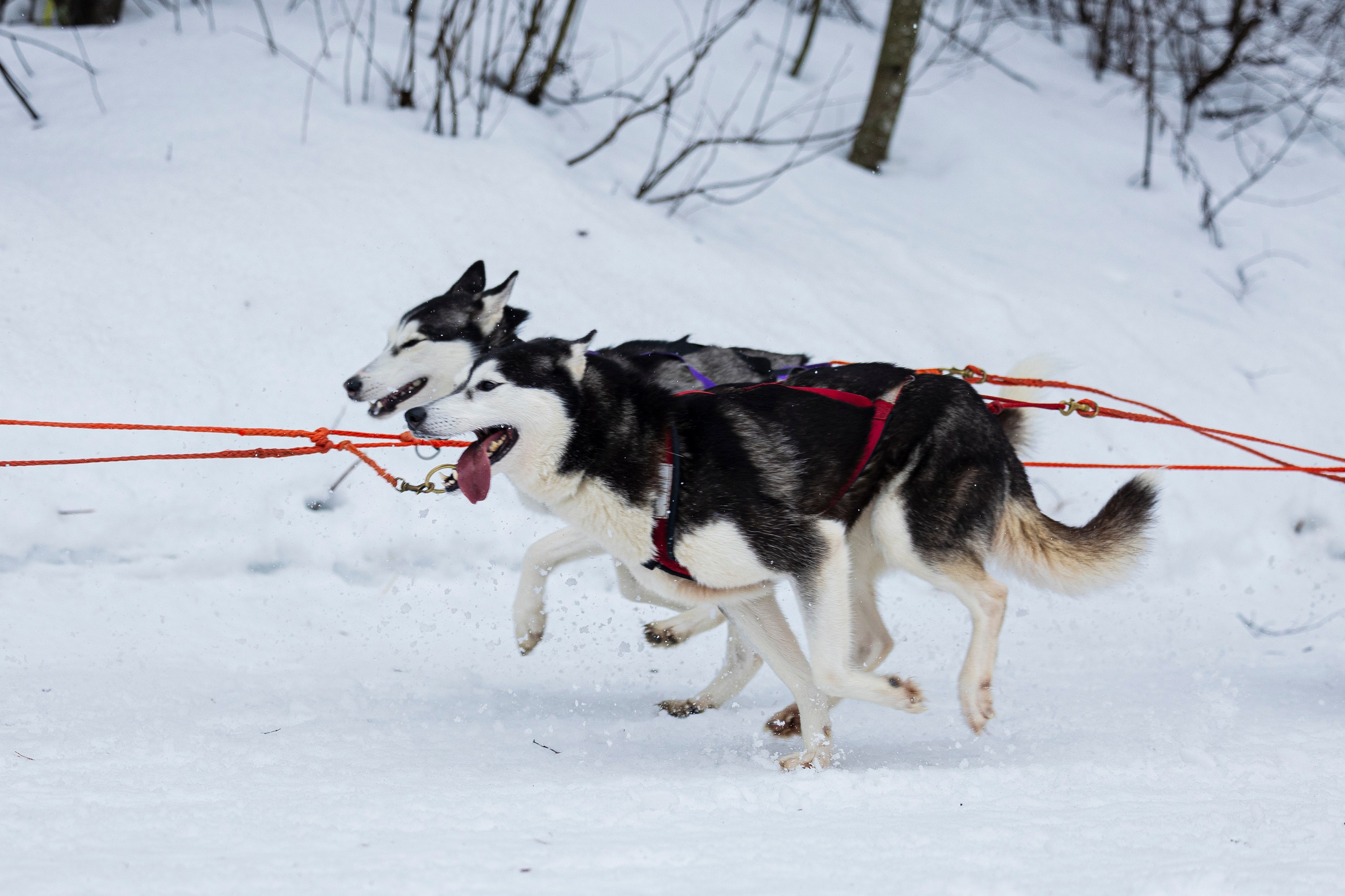 Зимний Чемпионат Санкт-Петербурга по ездовому спорту. Фотограф-анималист Анна Маринич