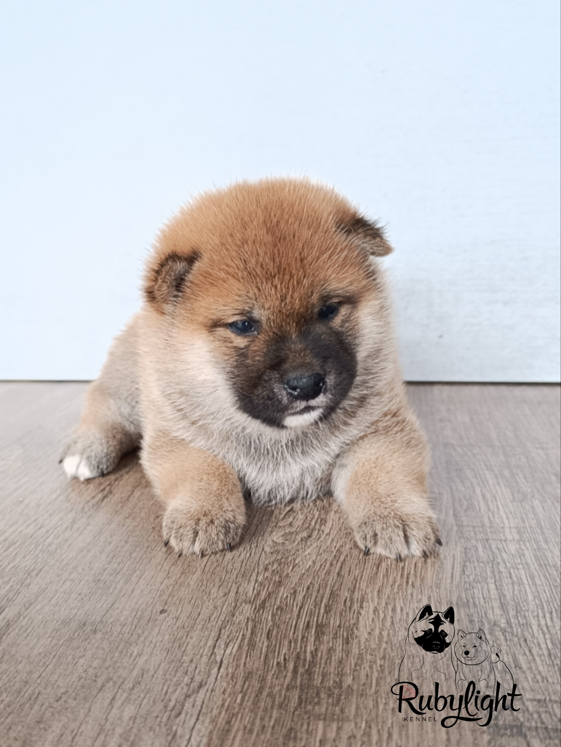 Сиба Rubylight Ellis питомник Рубилайт 