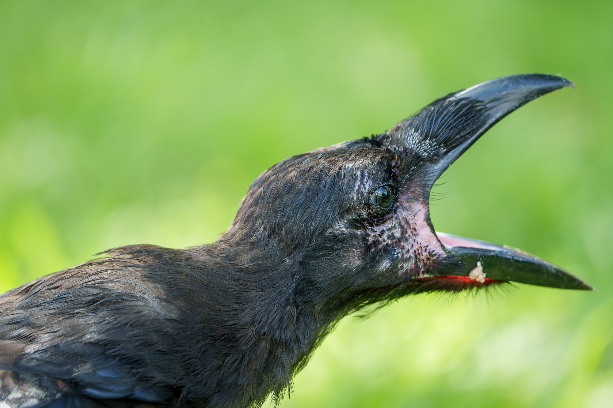 Удивительные мир птиц. Вокруг нас столько прекрасного — присмотритесь!. Ваш личный фотограф Марина Волкова