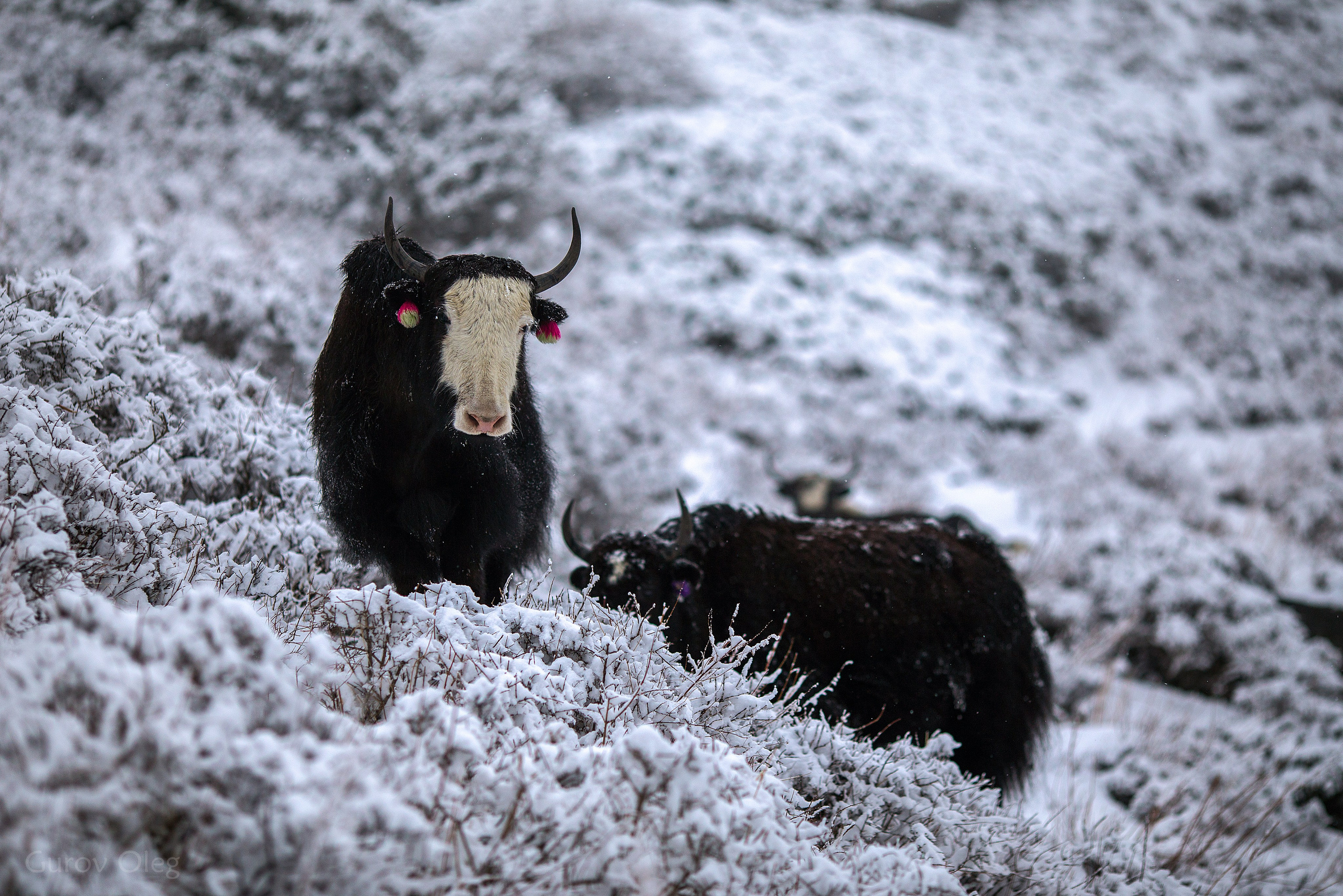Непал. Фотограф в Москве - Олег Гуров