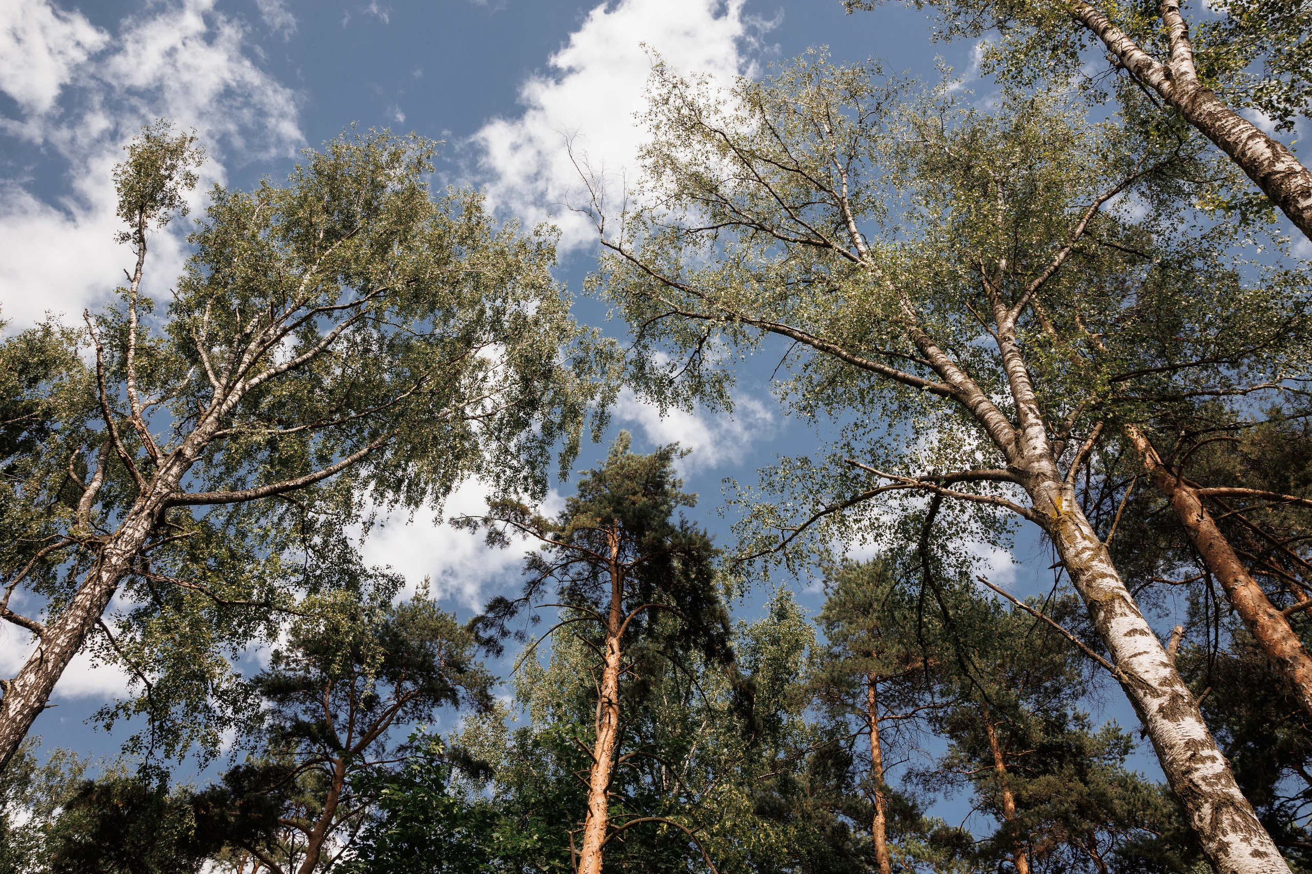Александр и Марина, Усадьба «Лесной берег». Свадебный и репортажный фотограф (Москва, Королев и другие)
