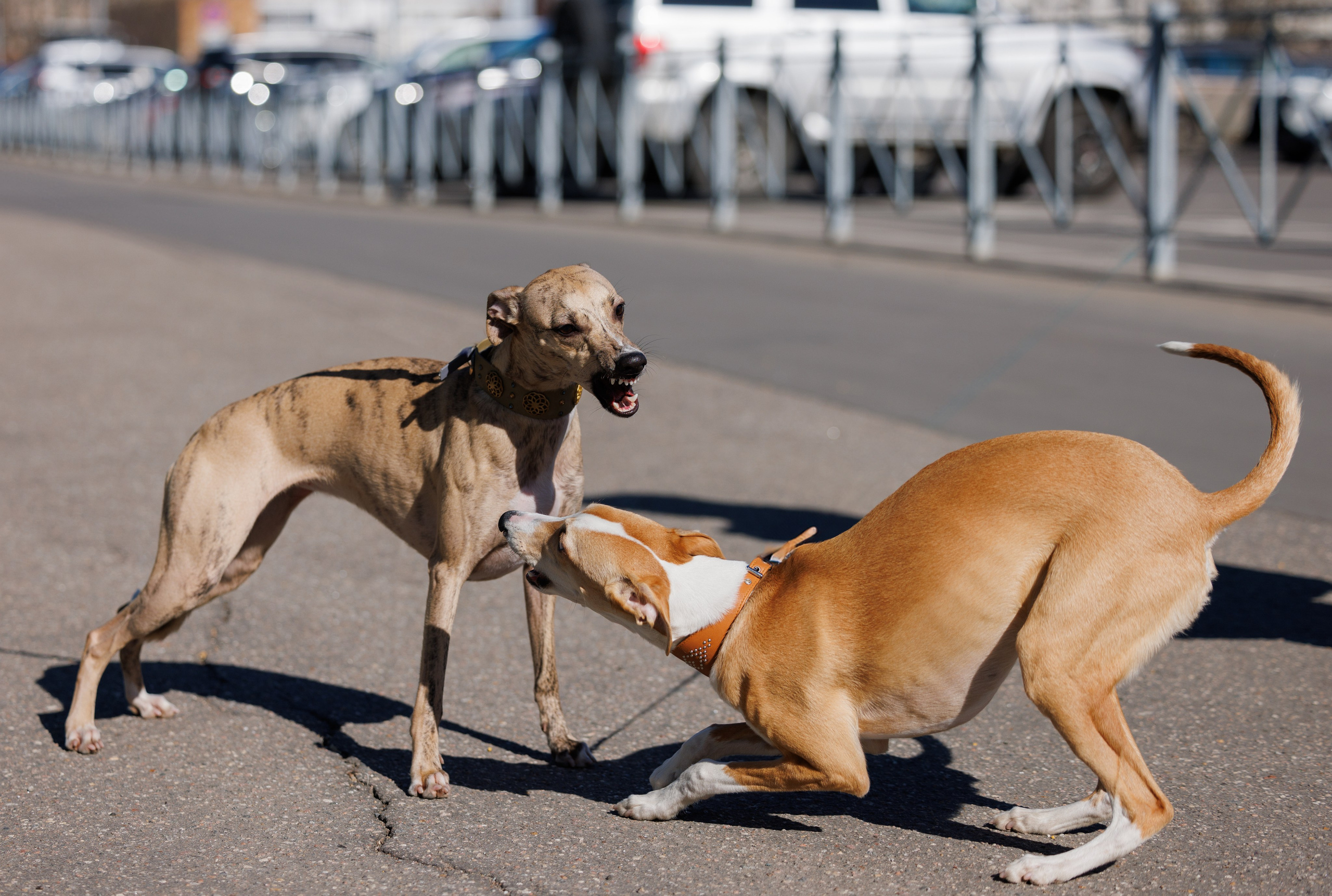 Сфера и Крокус 8,9,16 и 30.03.2025. Фотограф-анималист Юлия Германика