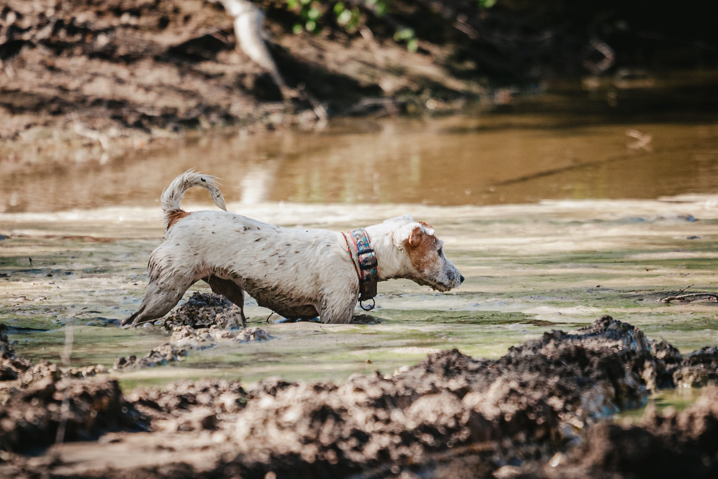 Кондуки. Фотограф-анималист Татьяна Степанова