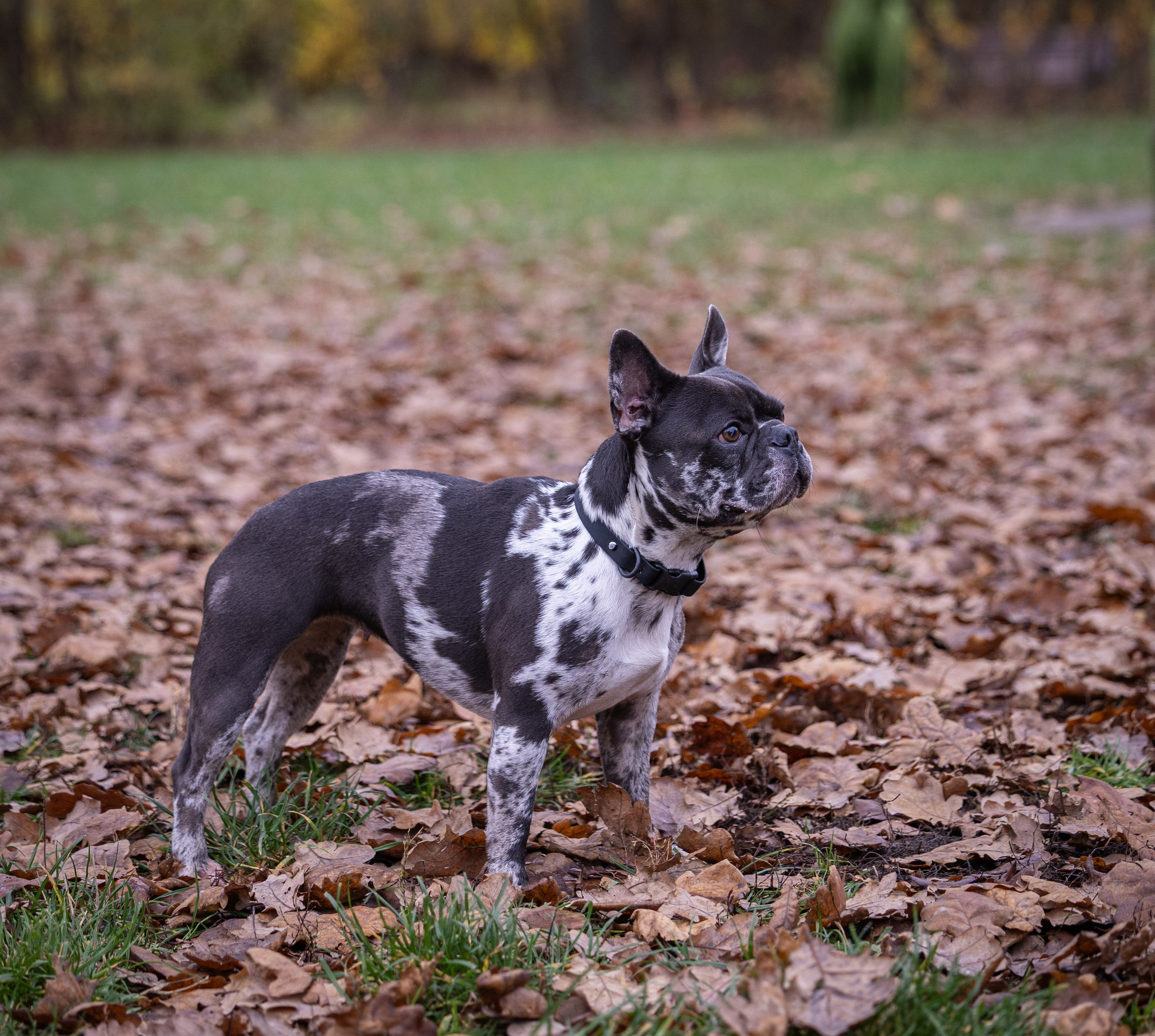 Буся. Виктория Михайловская. Фотограф-анималист. Москва