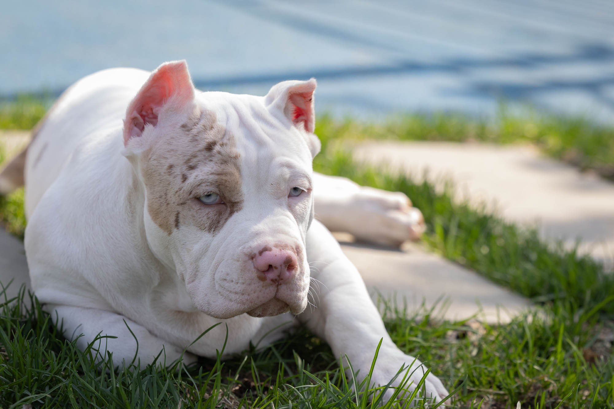 Щенки. Виктория Михайловская. Фотограф-анималист. Москва