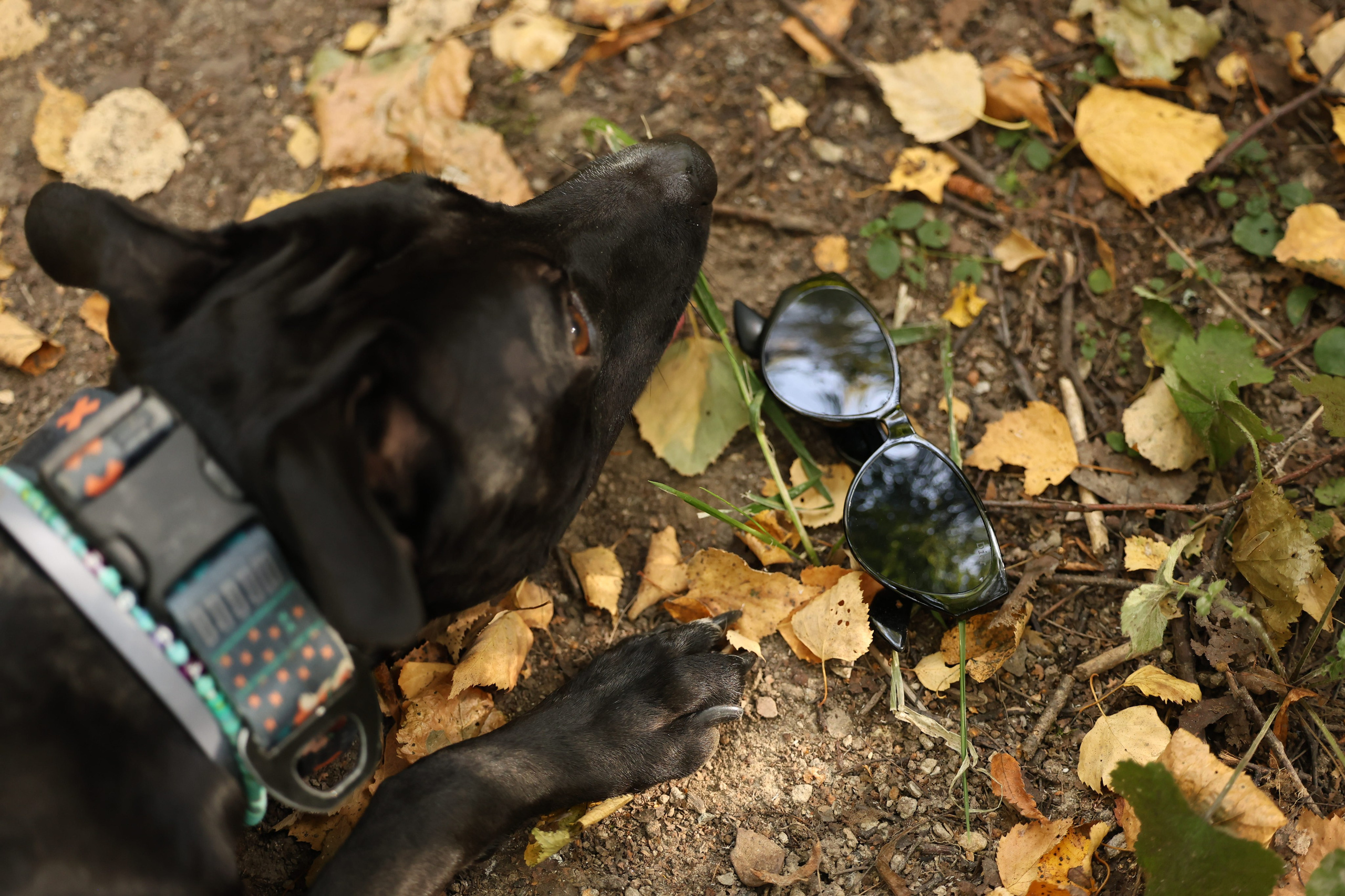 Алена и Бора. Виктория Михайловская. Фотограф-анималист. Москва
