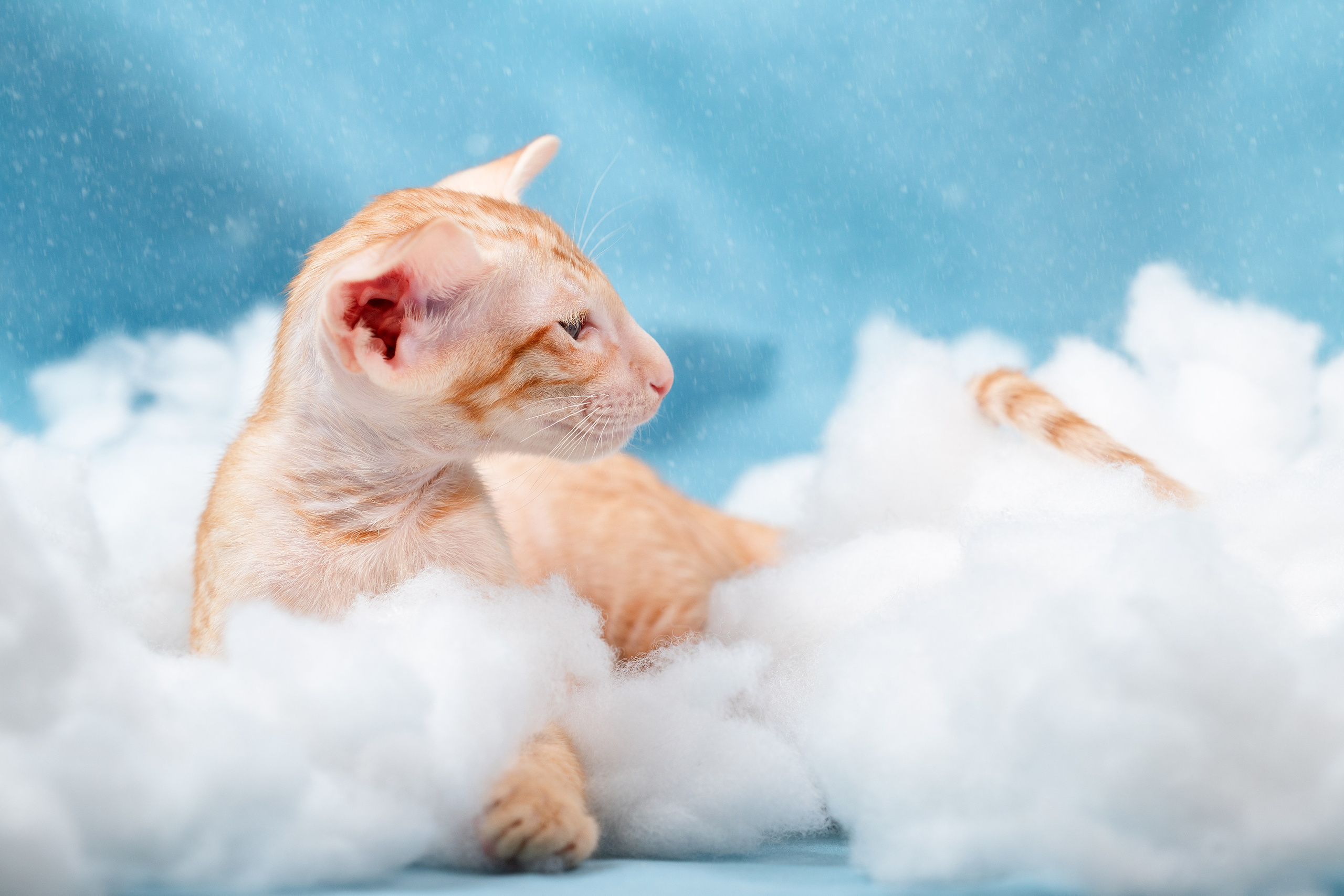 Заводчик Юлия Панова. Творческий фотограф Вологда