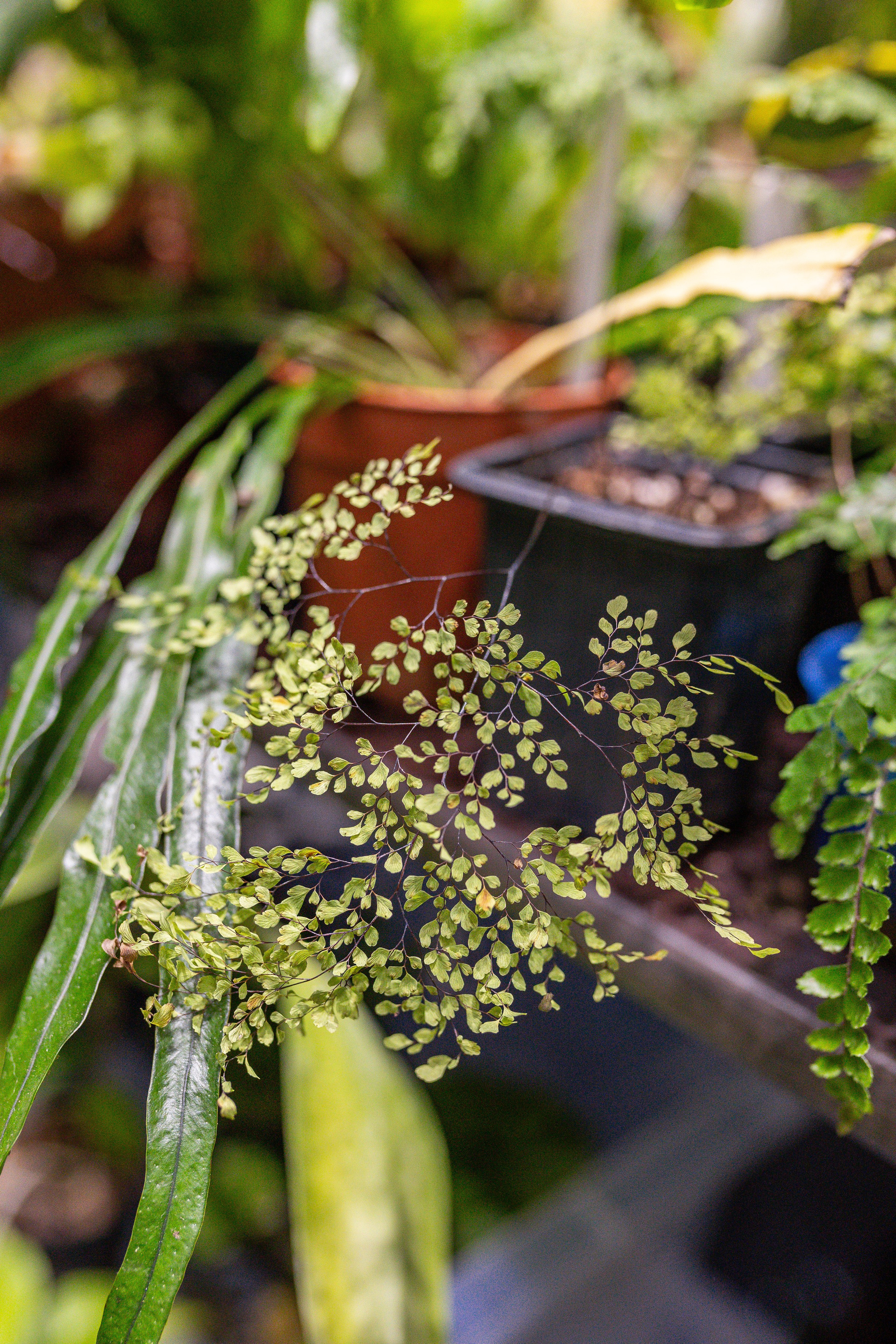 Орхидиум 12.2025. Александра Куликова фотограф, Москва