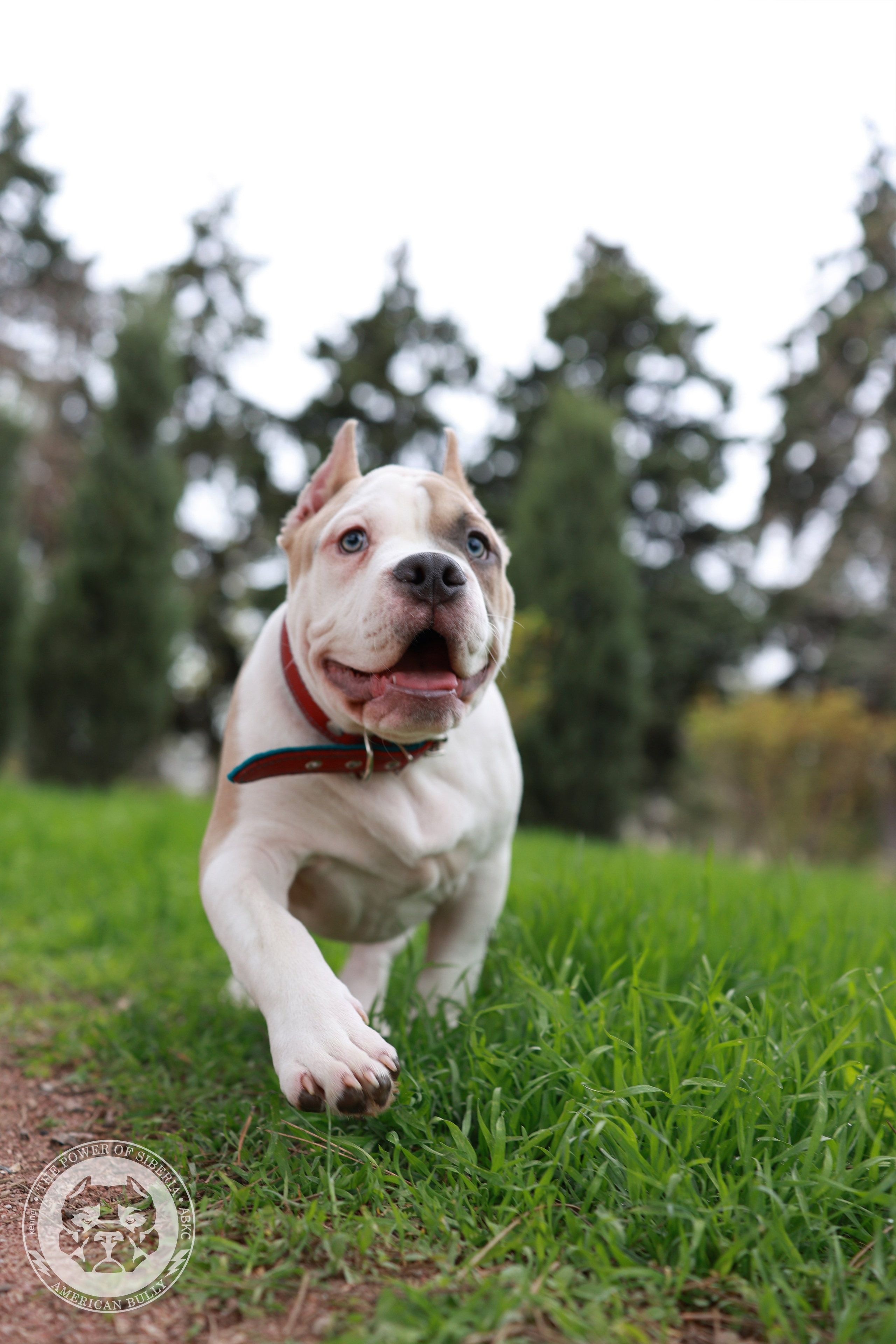 Свободные щенки Американский Булли, в типах покет, классик, стандарт. Американский Булли в г. Ростов-на-Дону. Питомник THE POWER OF SIBERIA