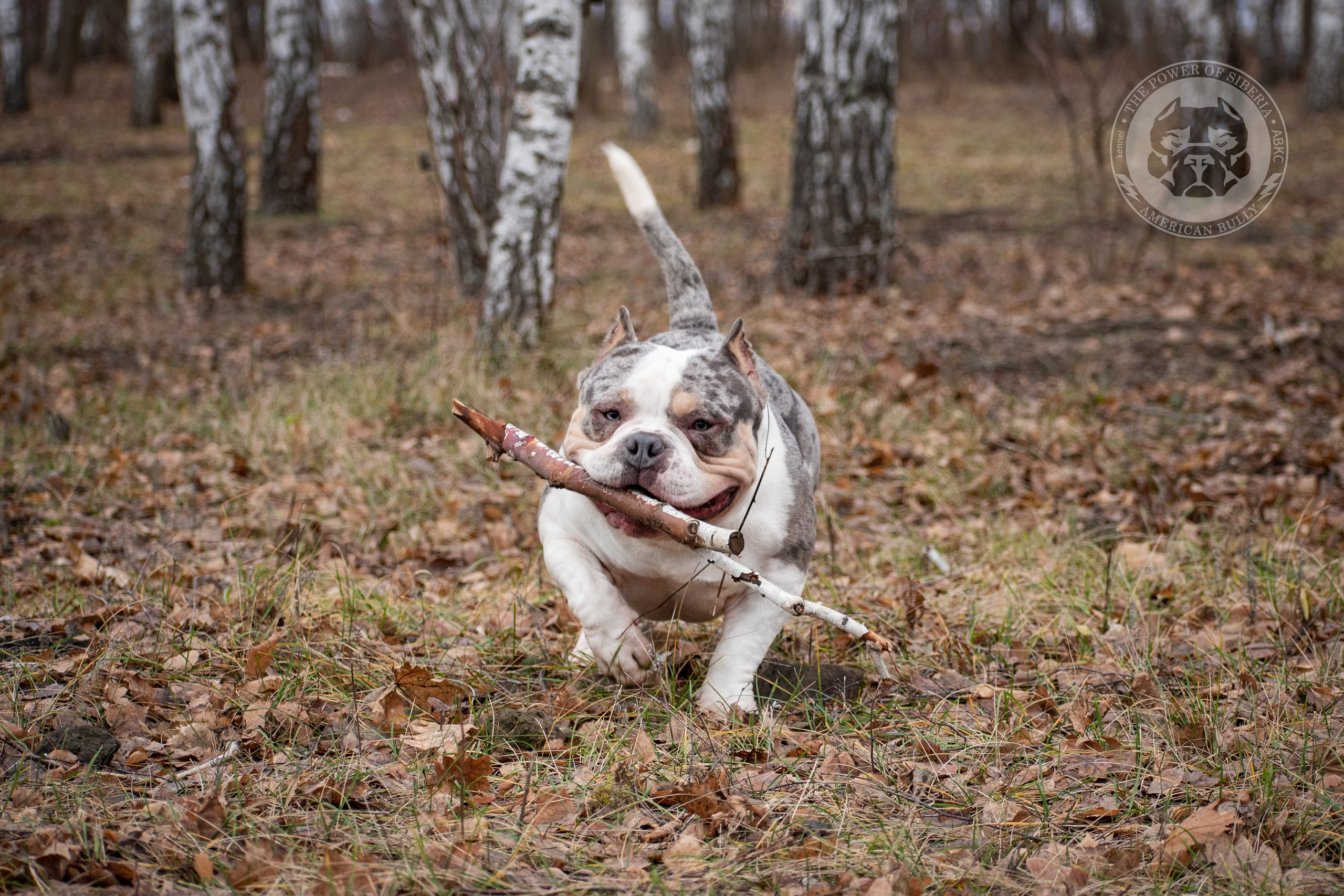 кобель на вязку Американский булли в Минске