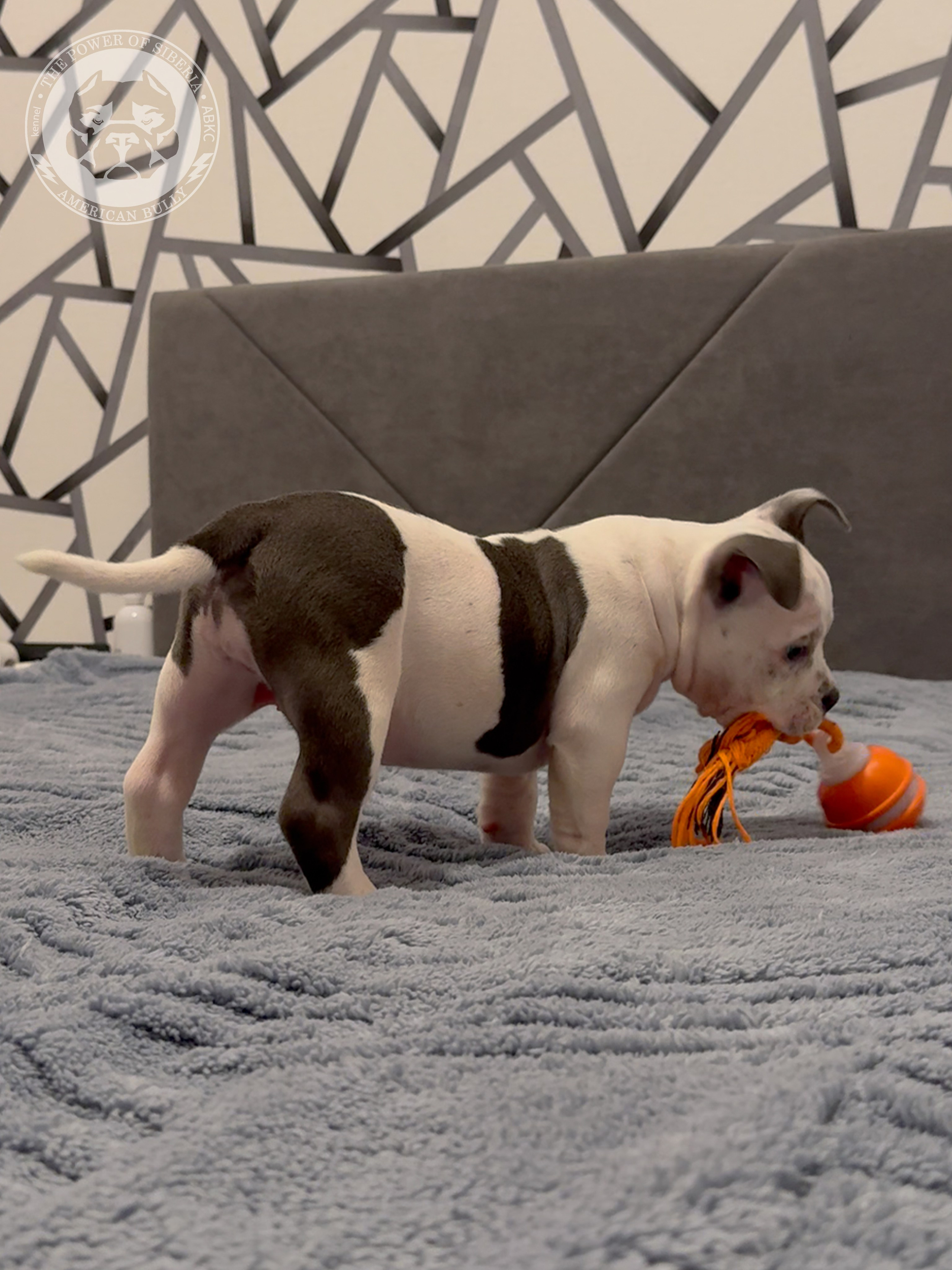 Свободные щенки Американский Булли, в типах покет, классик, стандарт. Американский Булли в г. Ростов-на-Дону. Питомник THE POWER OF SIBERIA