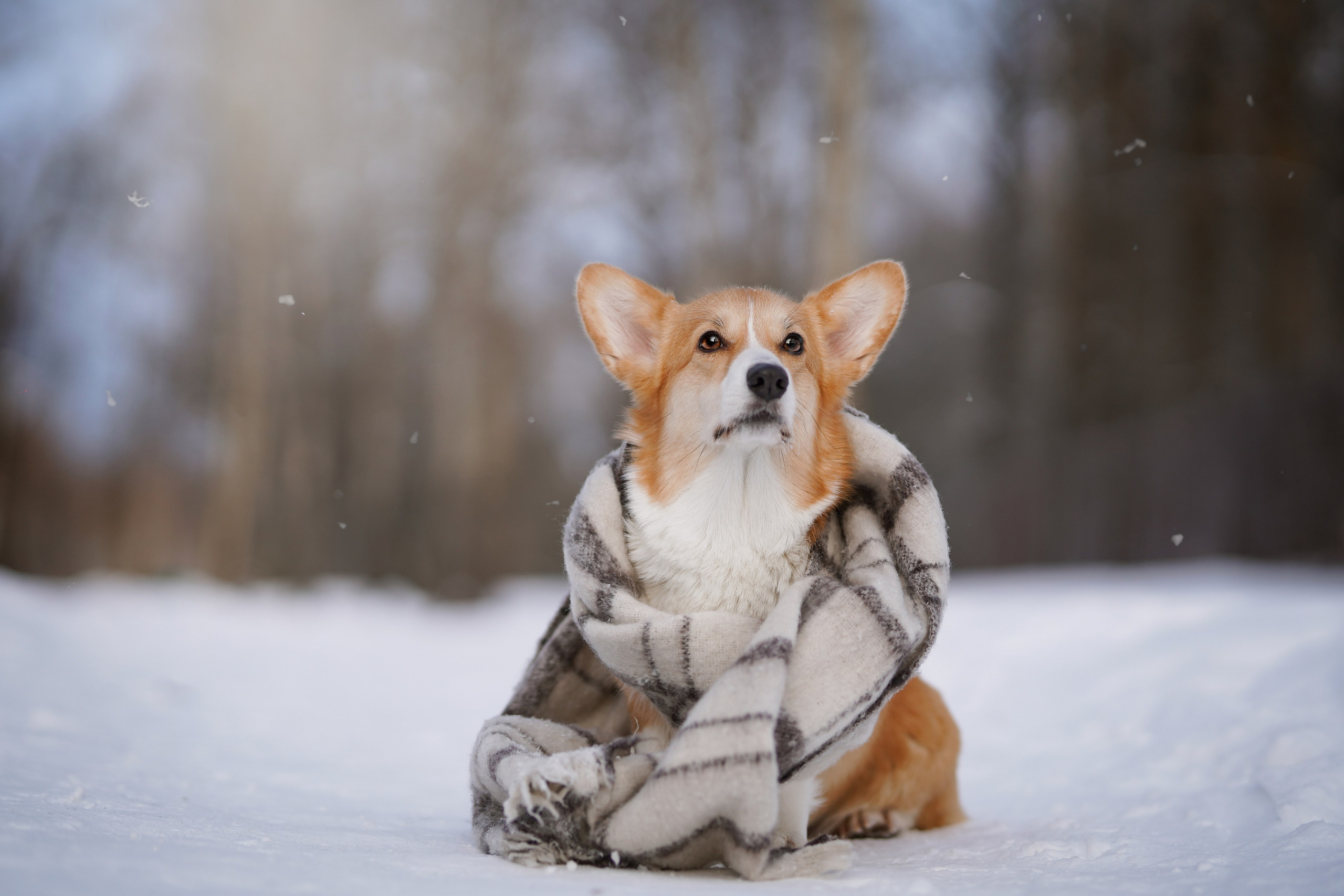 Кристина и Лаки. Фотограф-анималист в Санкт-Петербурге Яна Мартынова