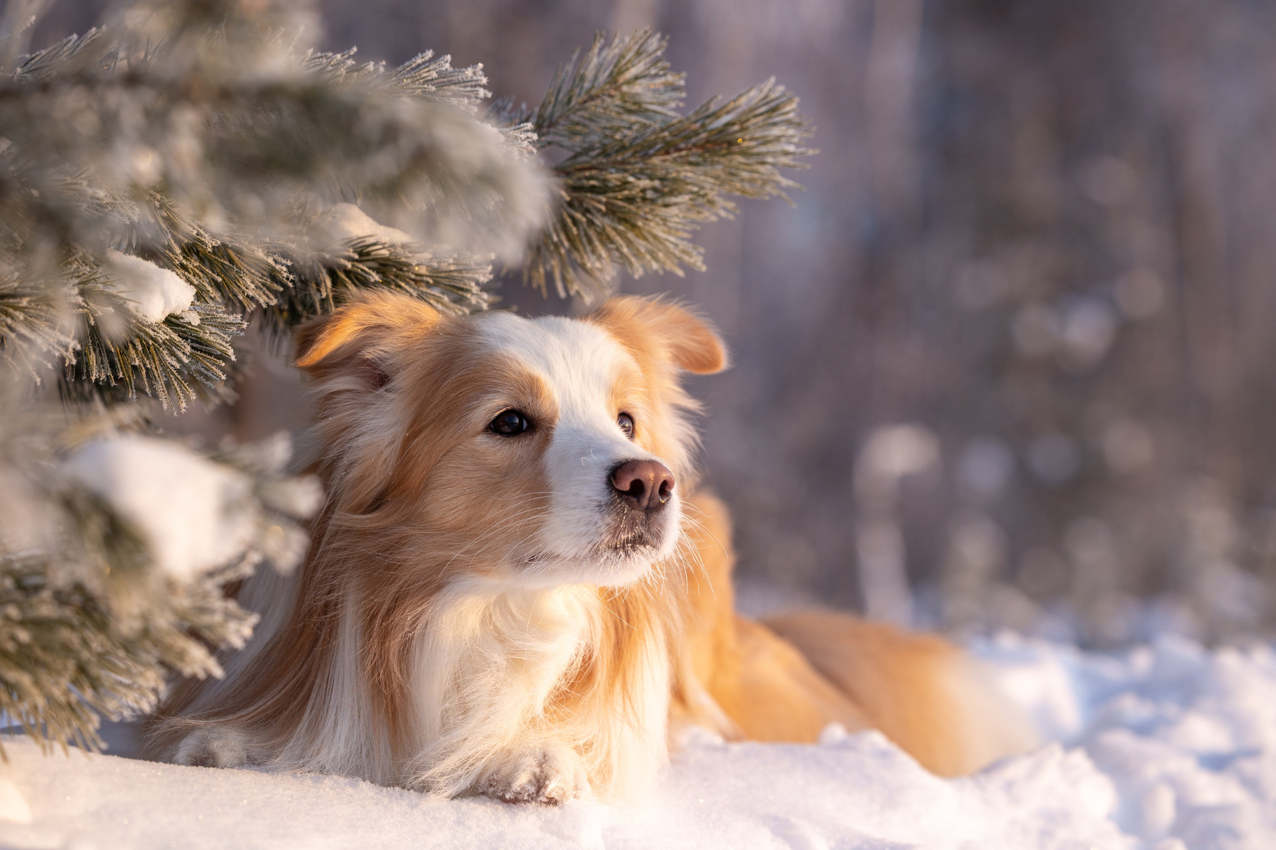 Бордер колли Прайм, Вэй и Лёля. Фотограф-анималист Natalia Deingel | Фотосъемка собак в Москве