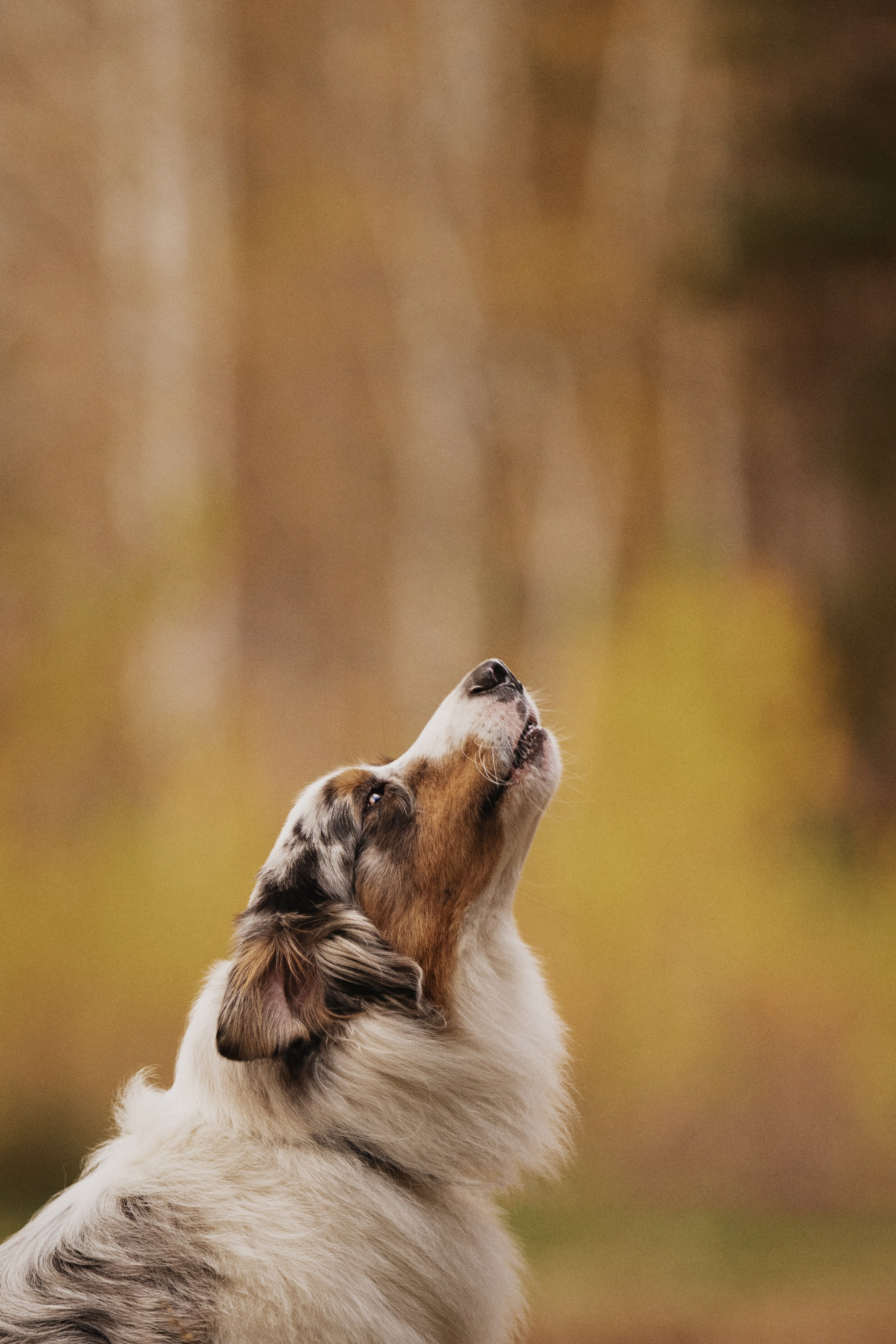 Татьяна + Бейли (история дружбы). Kameramotor74