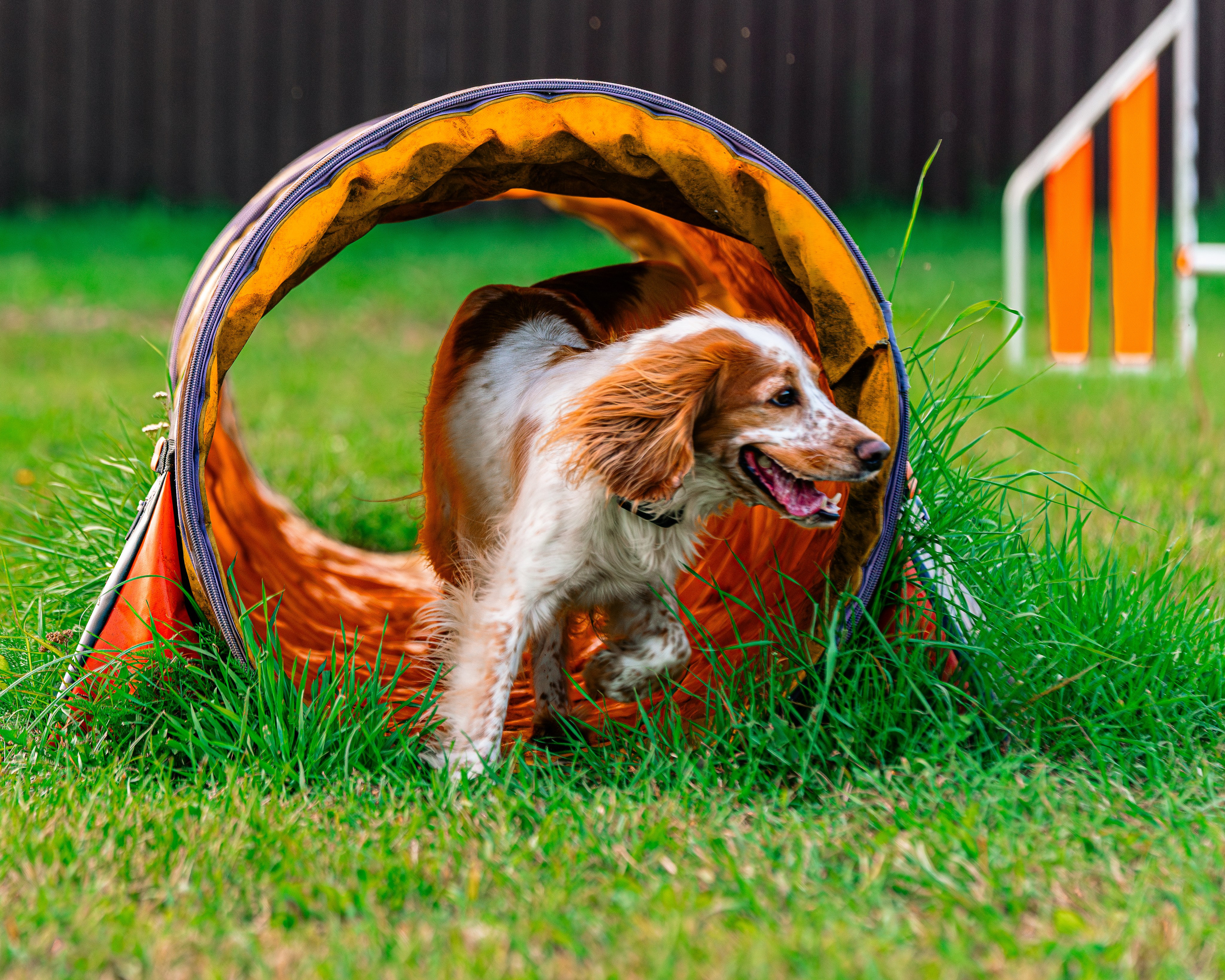 Ваш путь к ПОБЕДЕ (ТРЕНИРОВКИ). Фотограф-анималист, семейный фотограф в Москве и Подмосковье. Фотосъёмка кинологических дисциплин