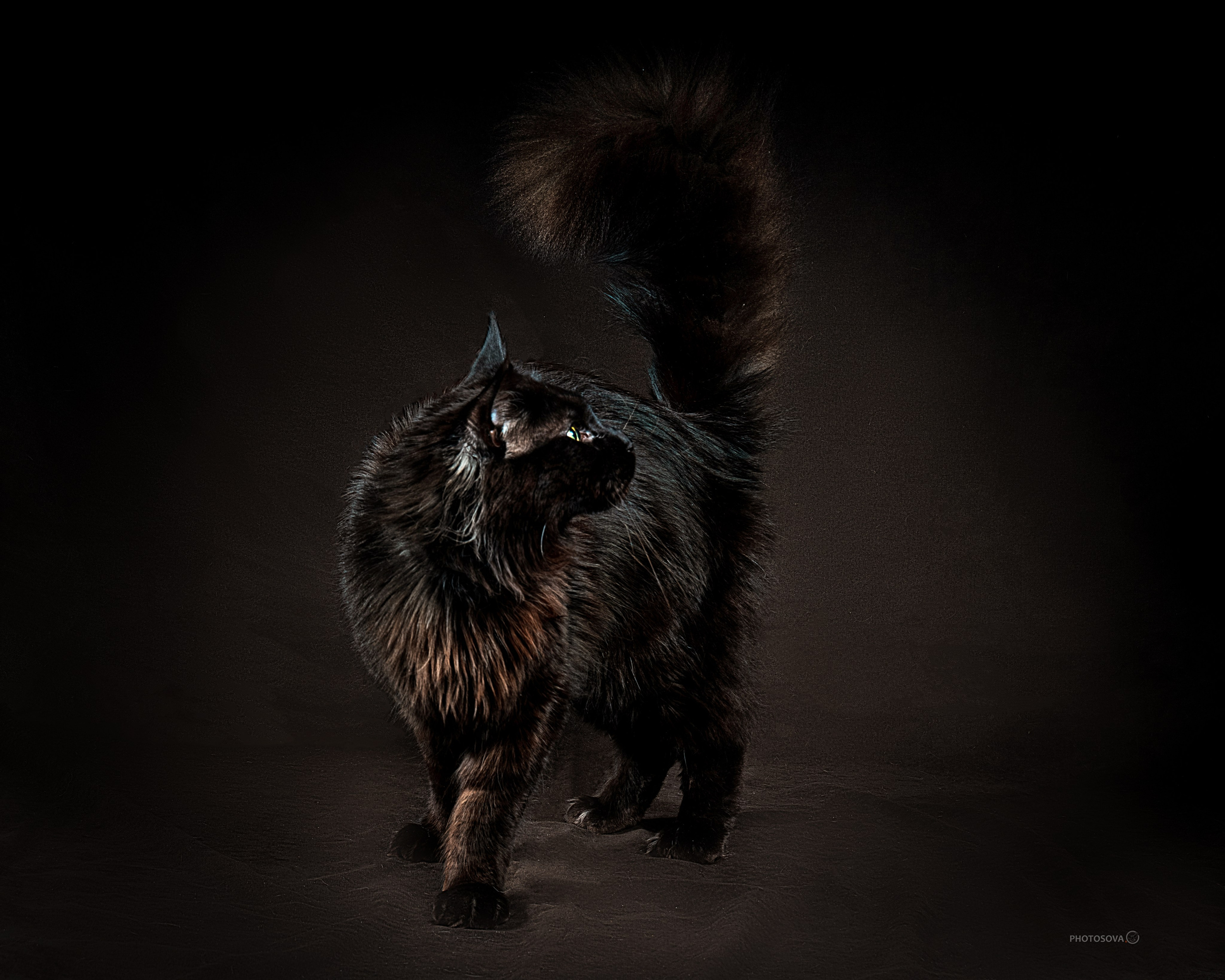 ФОТОПАМЯТЬ ВАШИХ ЭМОЦИЙ. Фотограф-анималист, семейный фотограф в Москве и Подмосковье. Фотосъёмка кинологических дисциплин