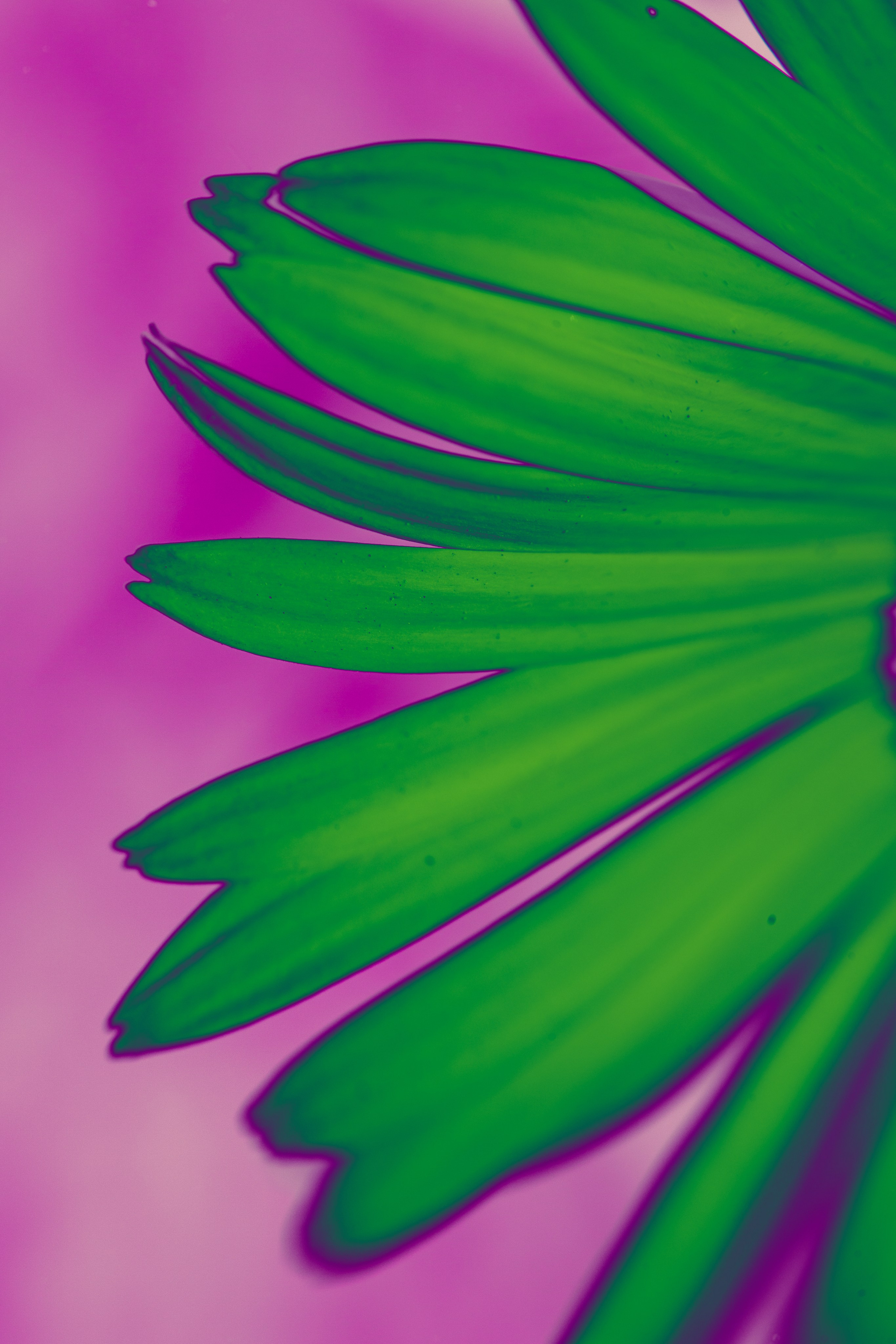 NON-EXISTENT FLOWERS. Фотограф Евгений Чащихин RGB АРХИТЕКТОР в Перми